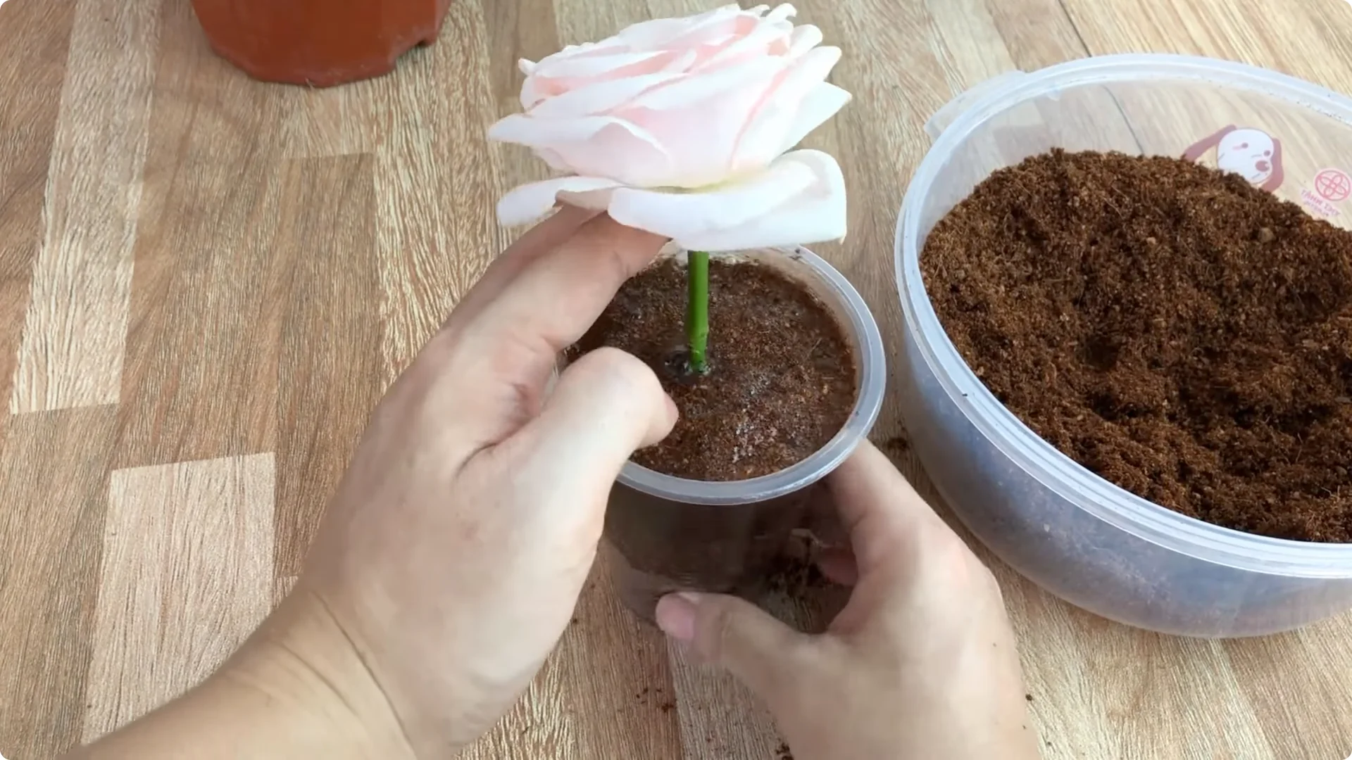 How One Simple Sprinkle Keeps Roses Blooming Year-Round screenshot 8