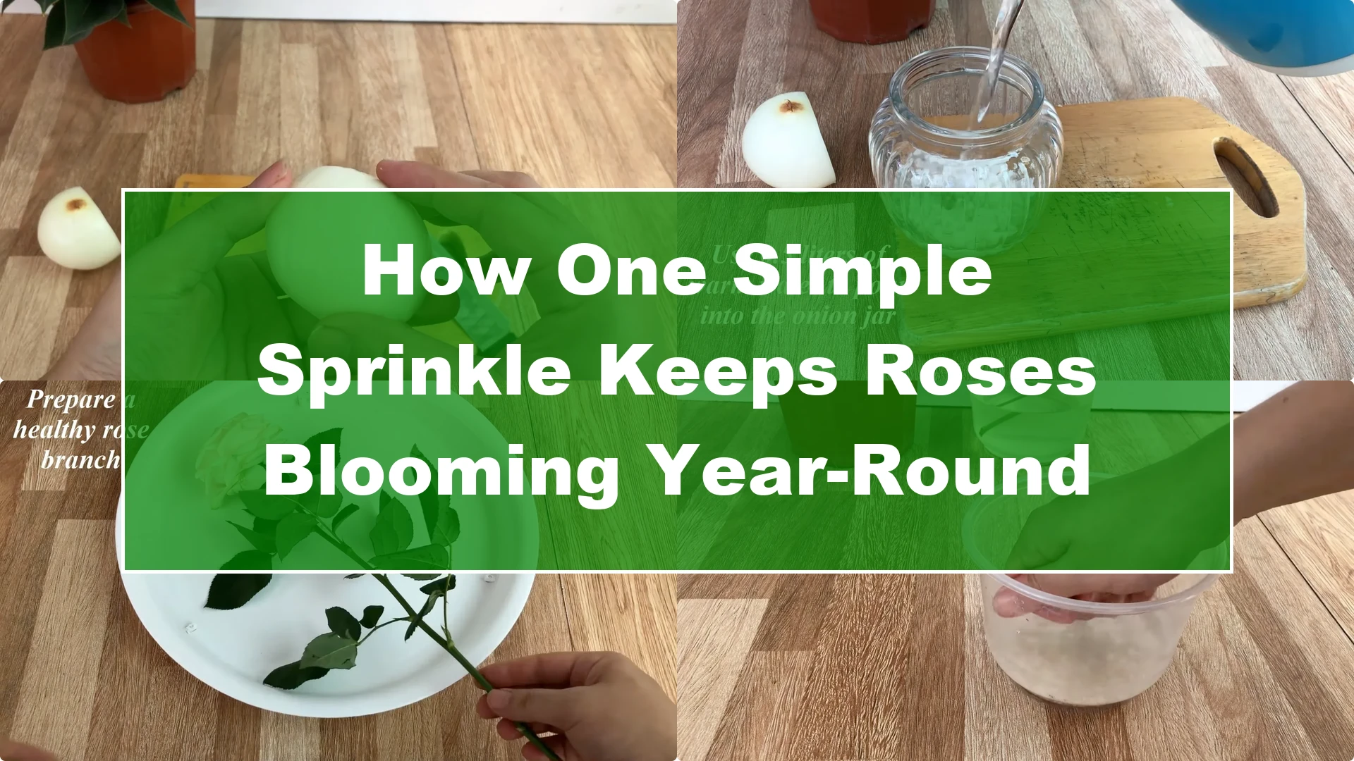 How One Simple Sprinkle Keeps Roses Blooming Year-Round - Featured Image