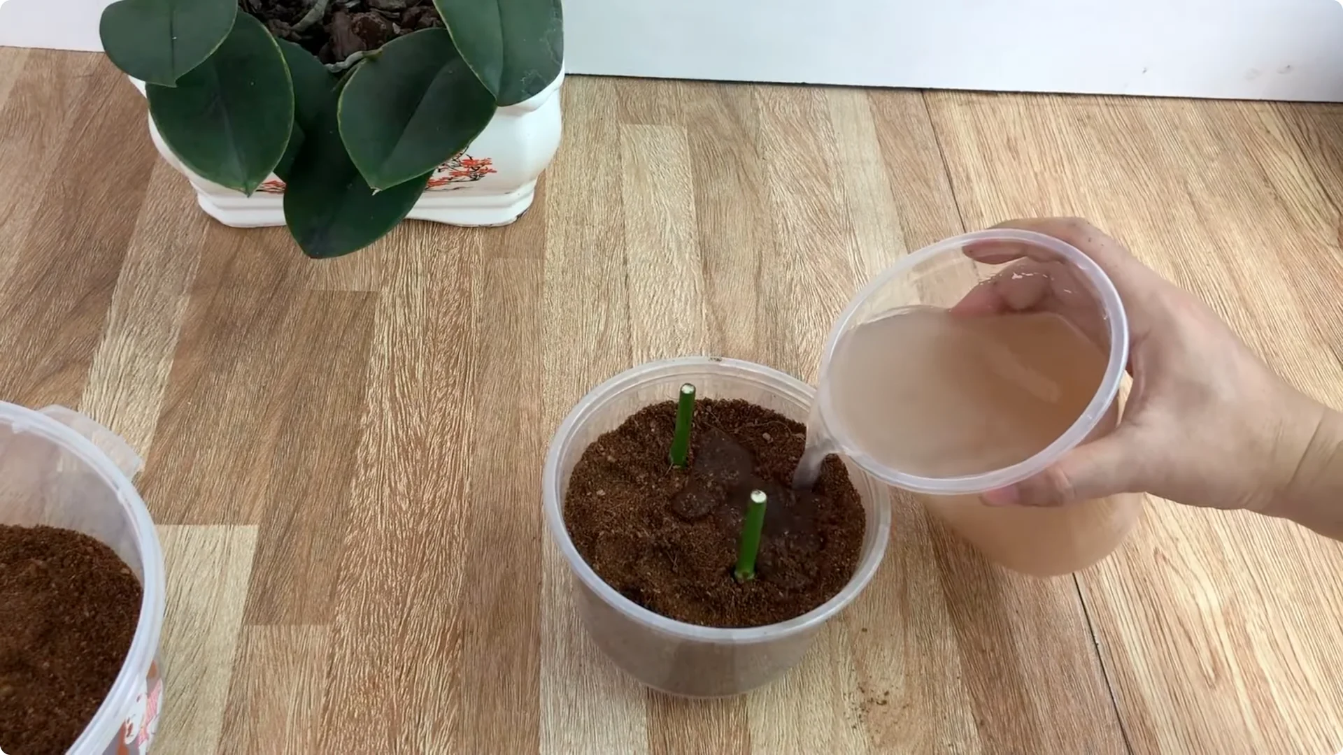 How One Simple Sprinkle Makes Rose Branches Bloom Abundantly screenshot 12