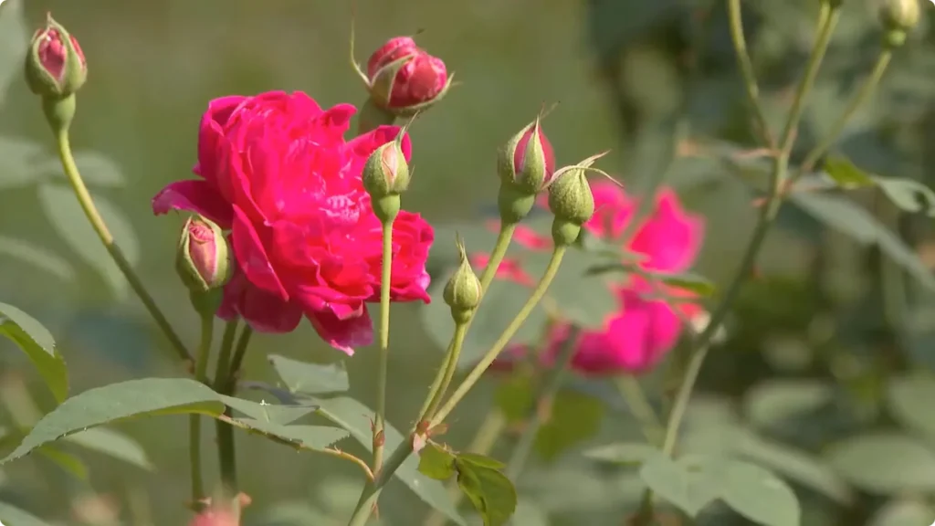 How One Simple Sprinkle Makes Rose Branches Bloom Abundantly screenshot 13