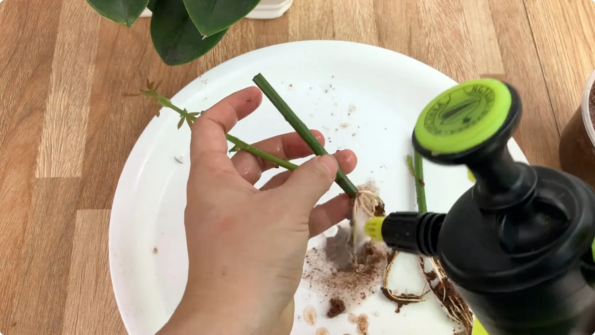 How One Simple Sprinkle Makes Rose Branches Bloom Abundantly screenshot 17