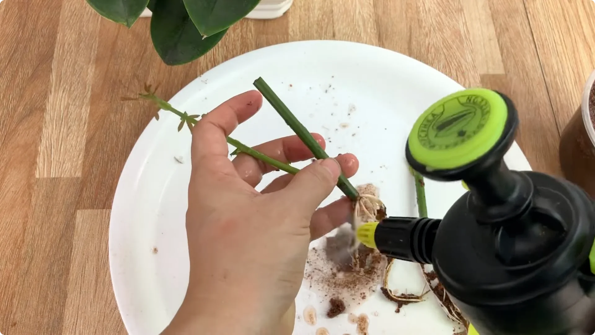 How One Simple Sprinkle Makes Rose Branches Bloom Abundantly screenshot 18