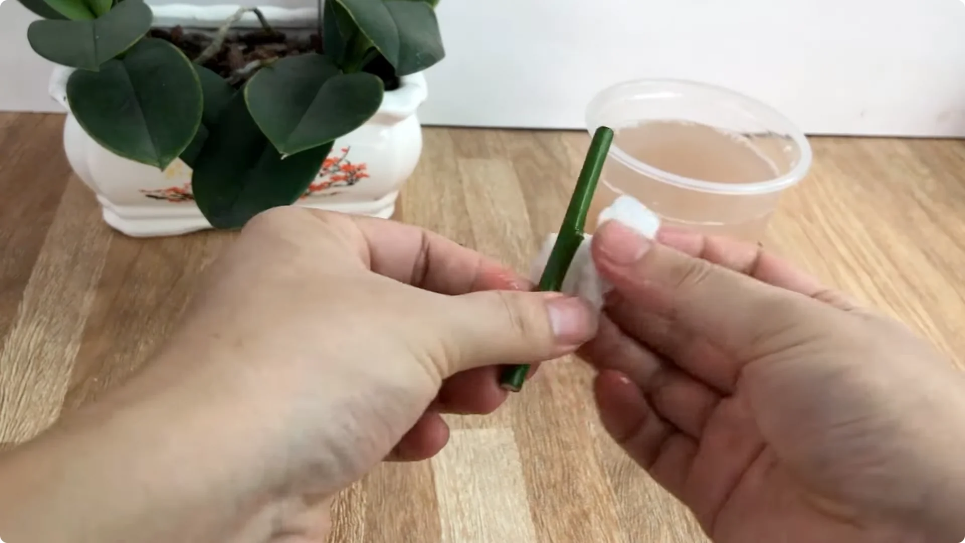 How One Simple Sprinkle Makes Rose Branches Bloom Abundantly screenshot 9