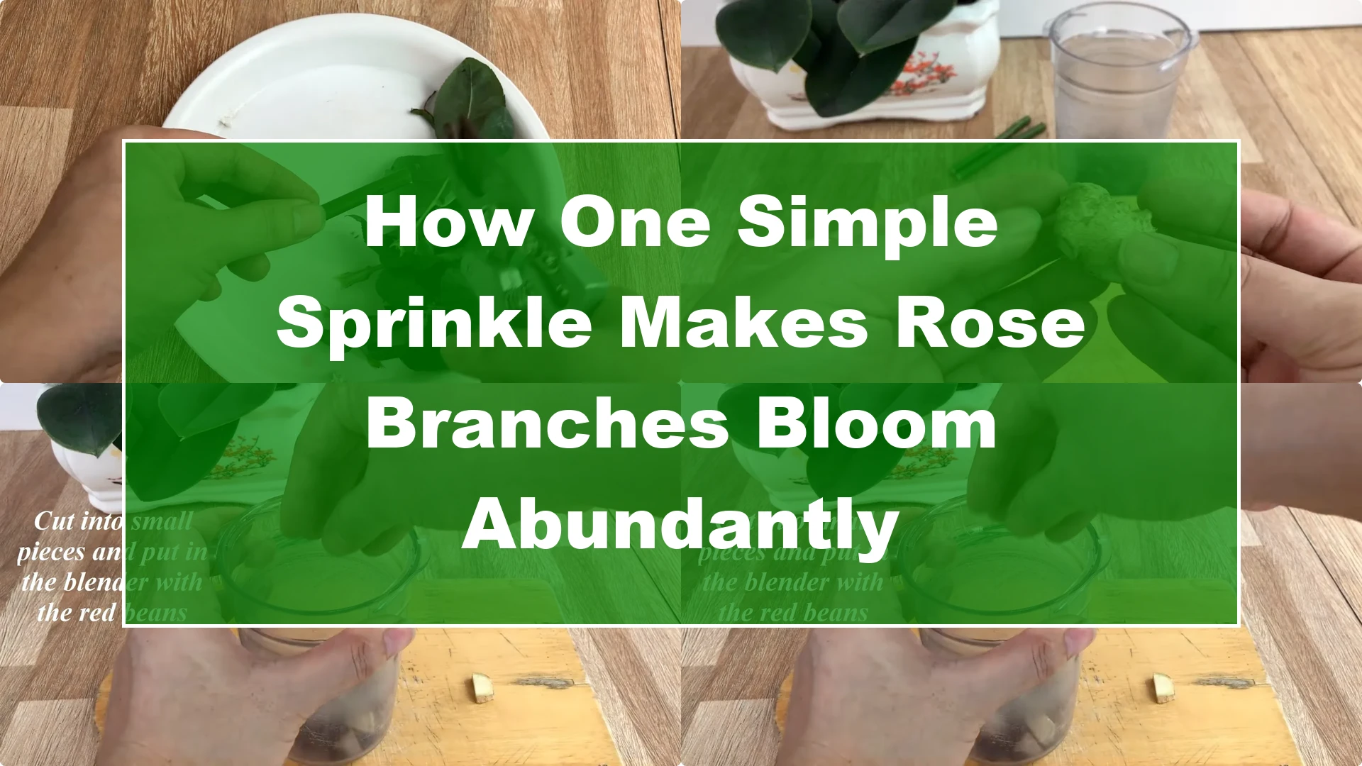 How One Simple Sprinkle Makes Rose Branches Bloom Abundantly - Featured Image