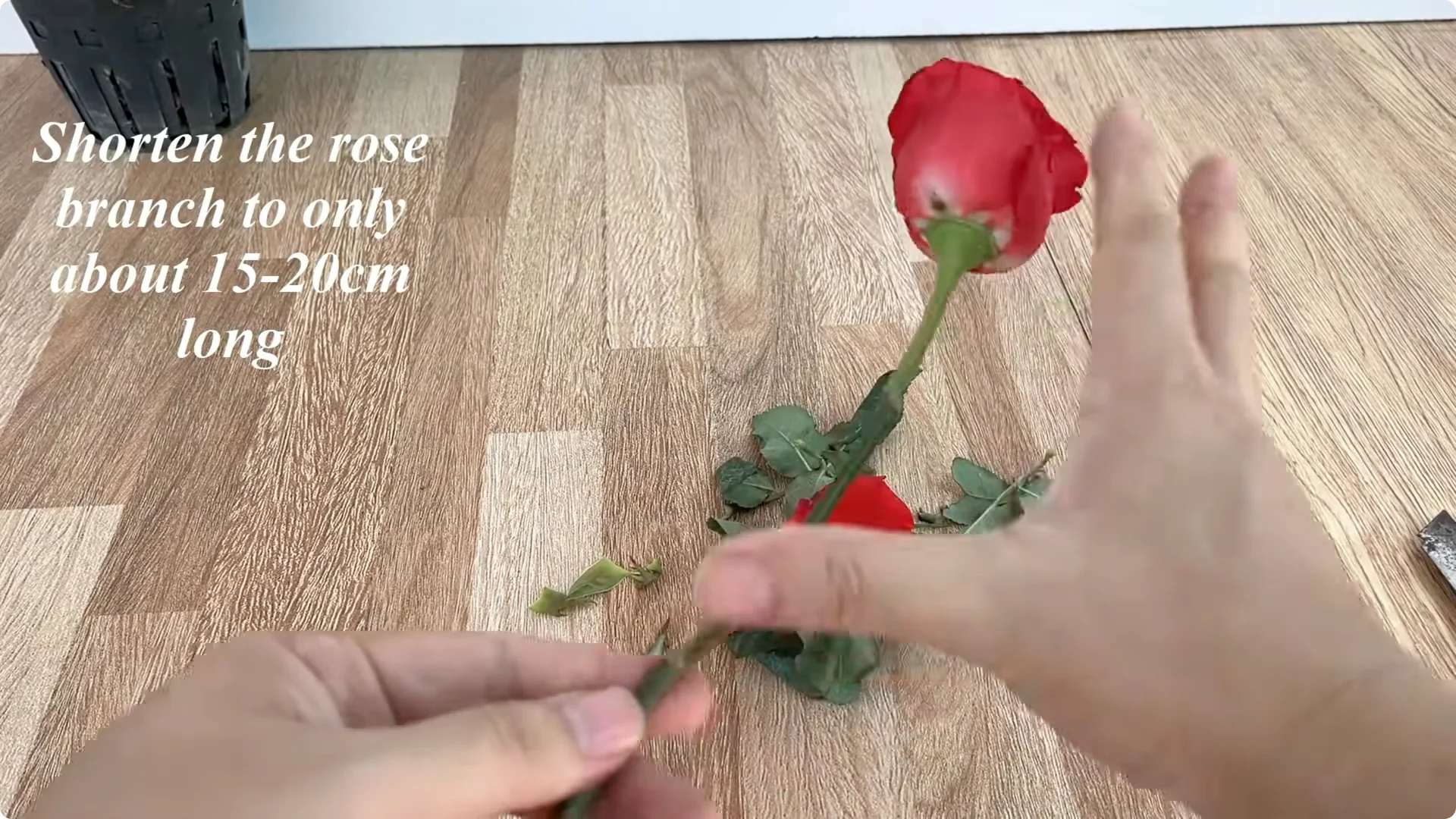 How One Slice Can Help You Propagate Any Rose Branch Easily screenshot 1