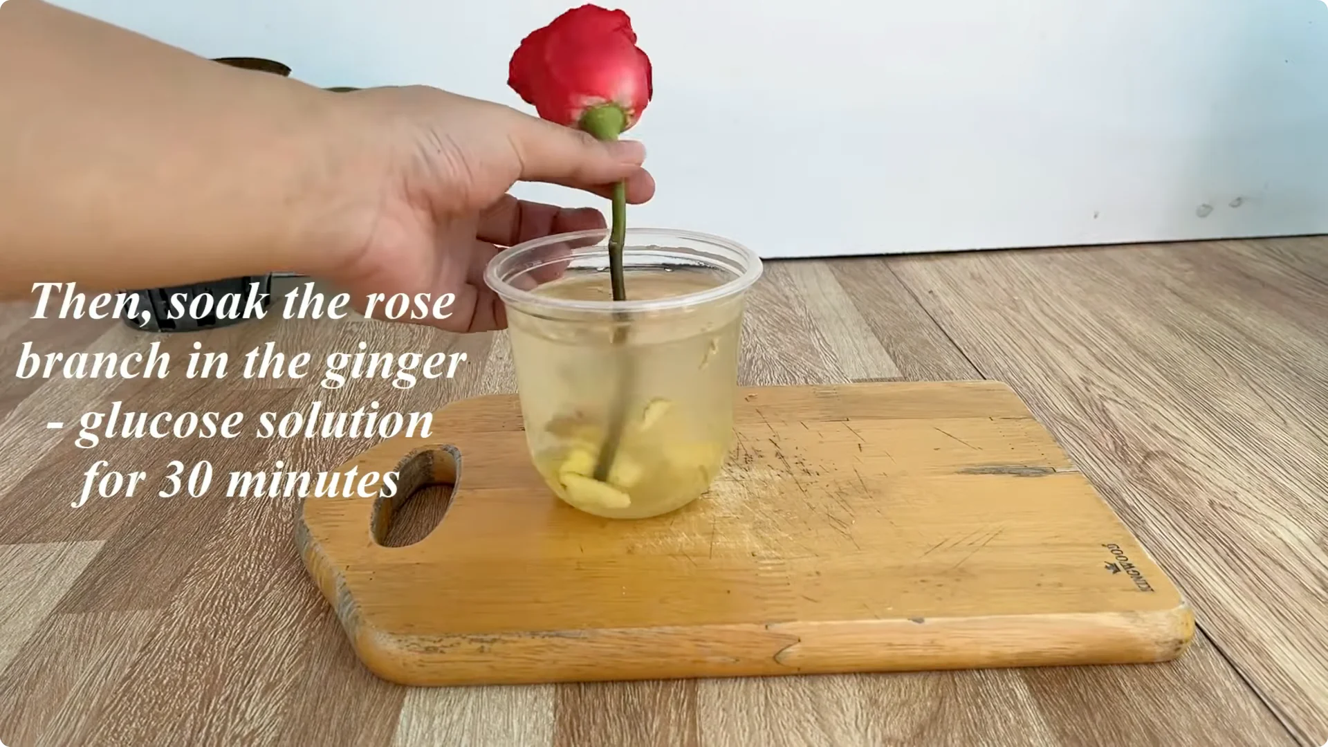 How One Slice Can Help You Propagate Any Rose Branch Easily screenshot 4
