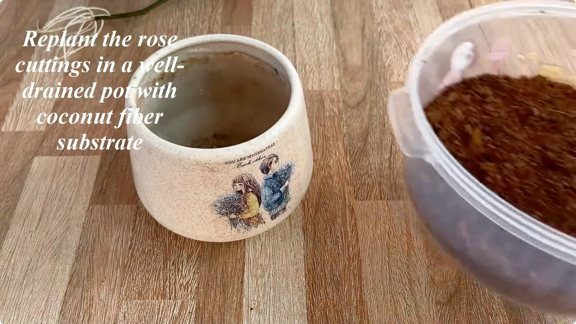 How One Slice Can Help You Propagate Any Rose Branch Easily screenshot 8