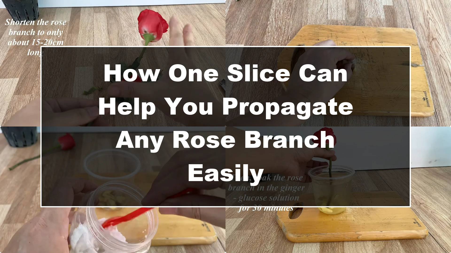 How One Slice Can Help You Propagate Any Rose Branch Easily - Featured Image