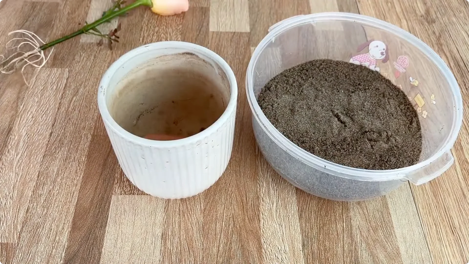 How One Spoon Can Transform Your Rose Plant’s Growth screenshot 10