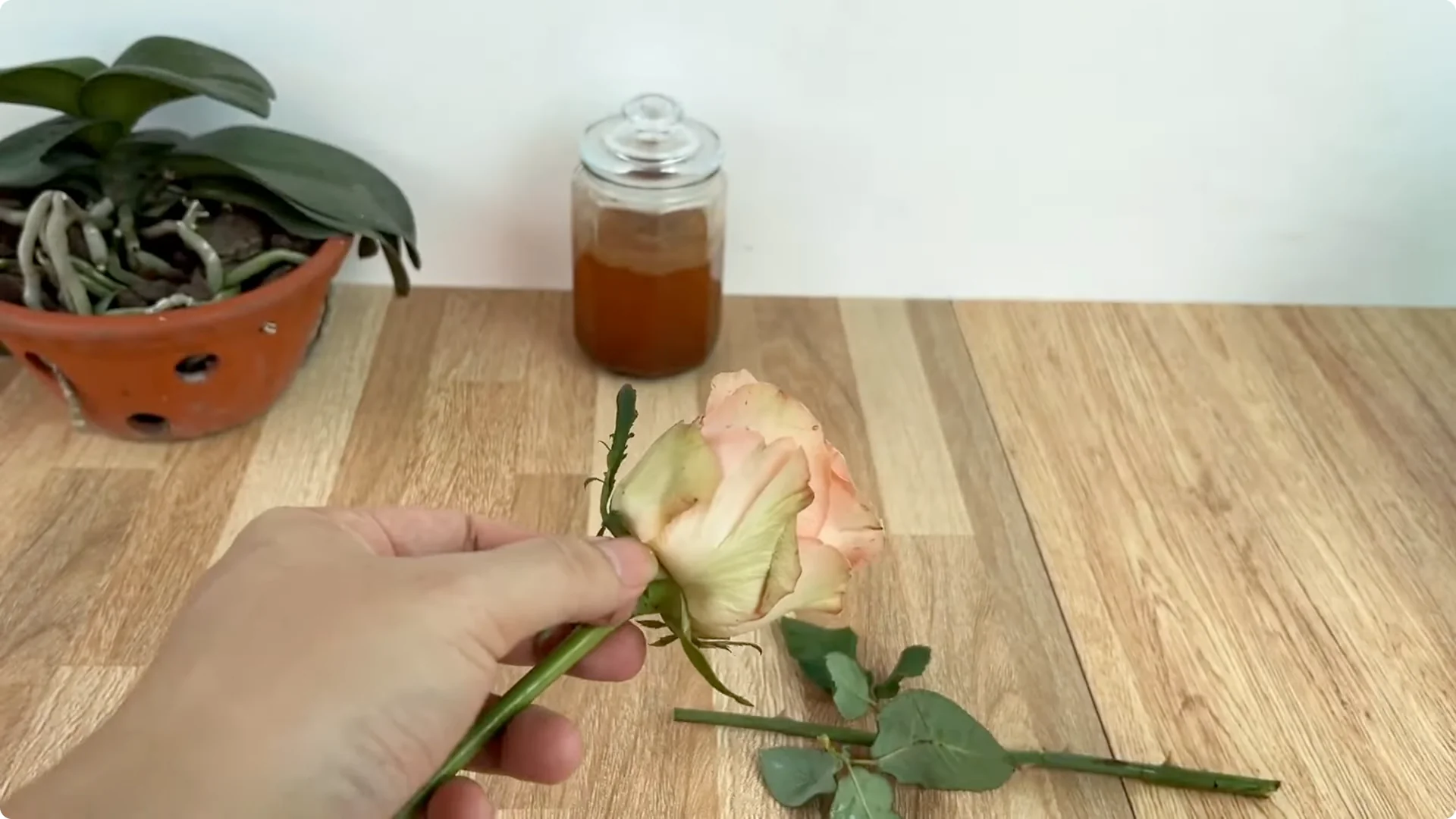 How One Spoon Can Transform Your Rose Plant’s Growth screenshot 3