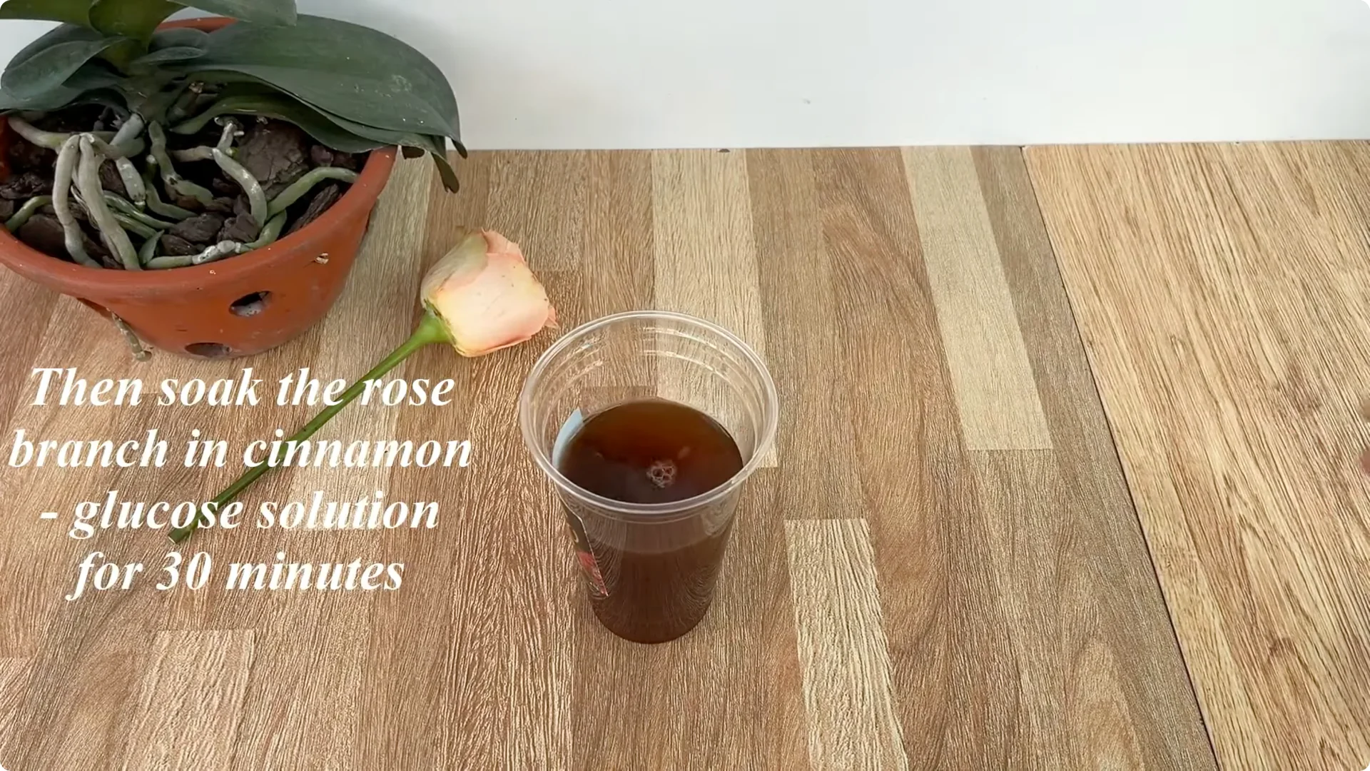 How One Spoon Can Transform Your Rose Plant’s Growth screenshot 4