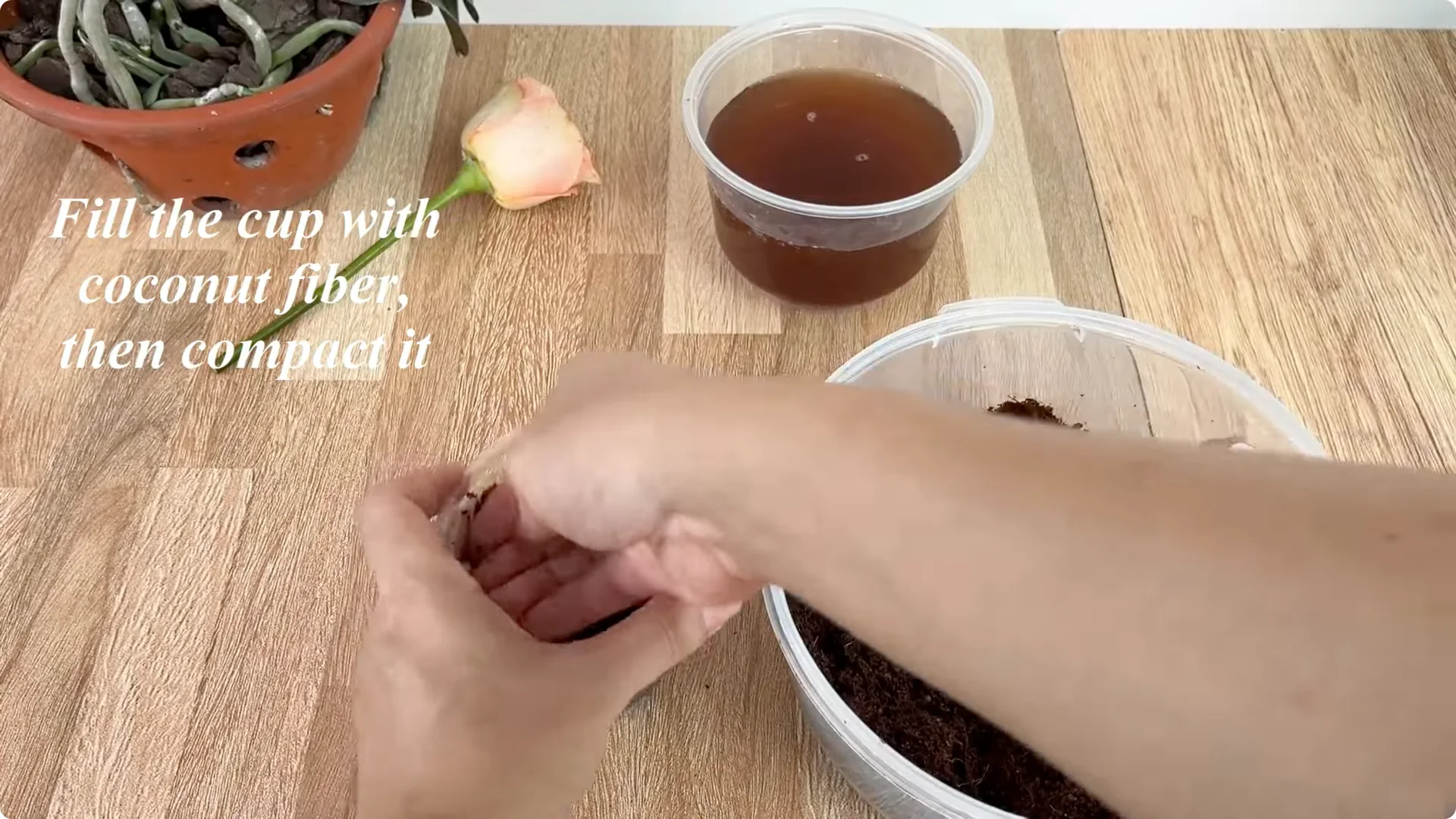 How One Spoon Can Transform Your Rose Plant’s Growth screenshot 7
