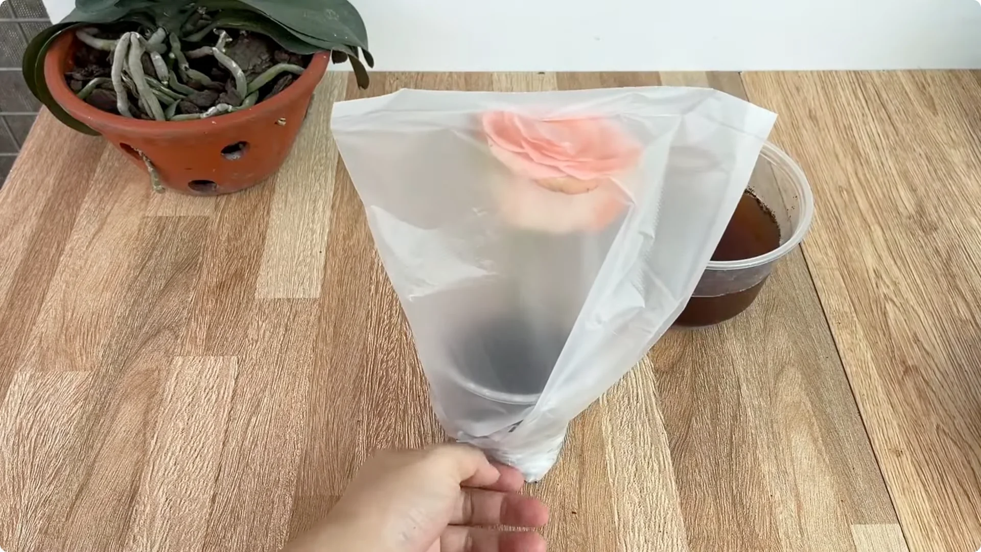 How One Spoon Can Transform Your Rose Plant’s Growth screenshot 8