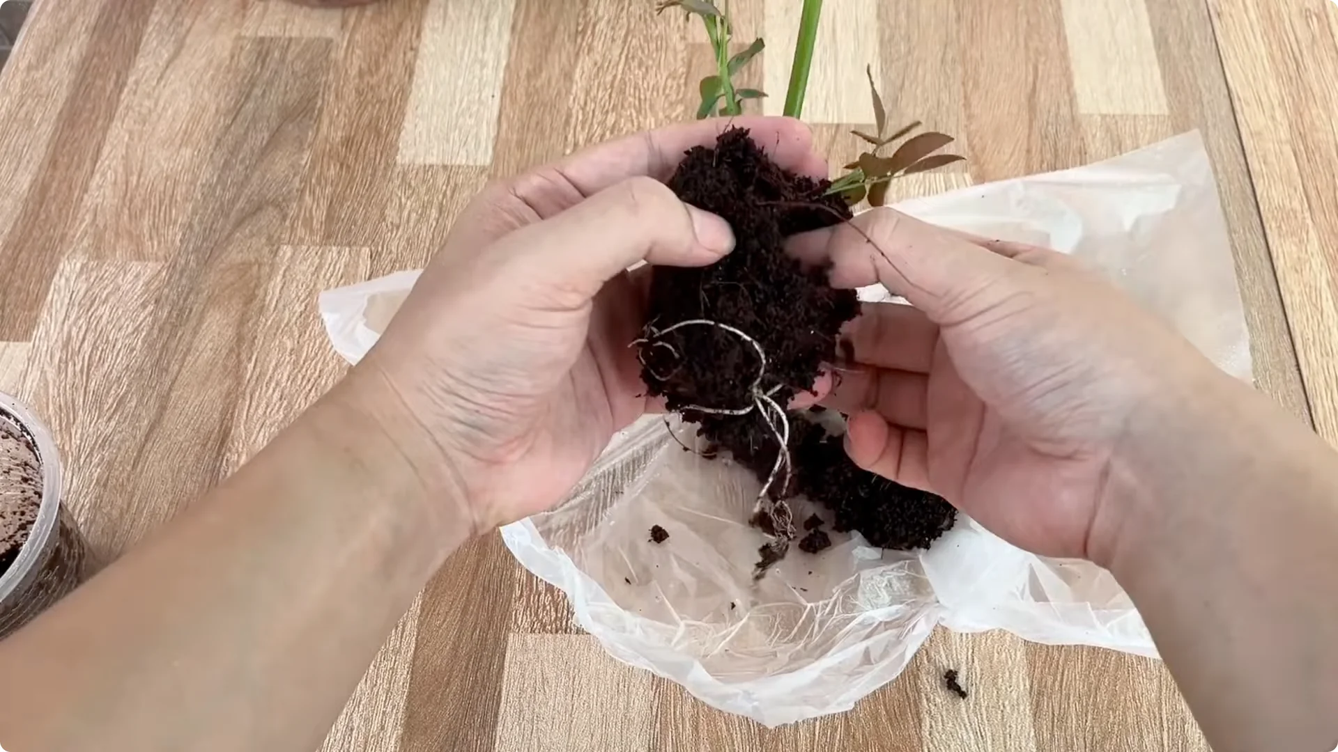 How One Spoon Can Transform Your Rose Plant’s Growth screenshot 9
