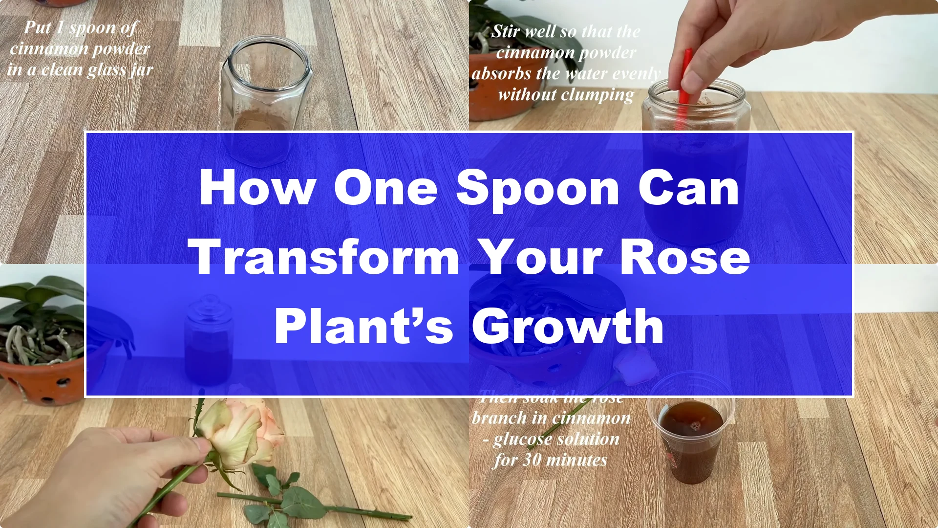 How One Spoon Can Transform Your Rose Plant’s Growth - Featured Image