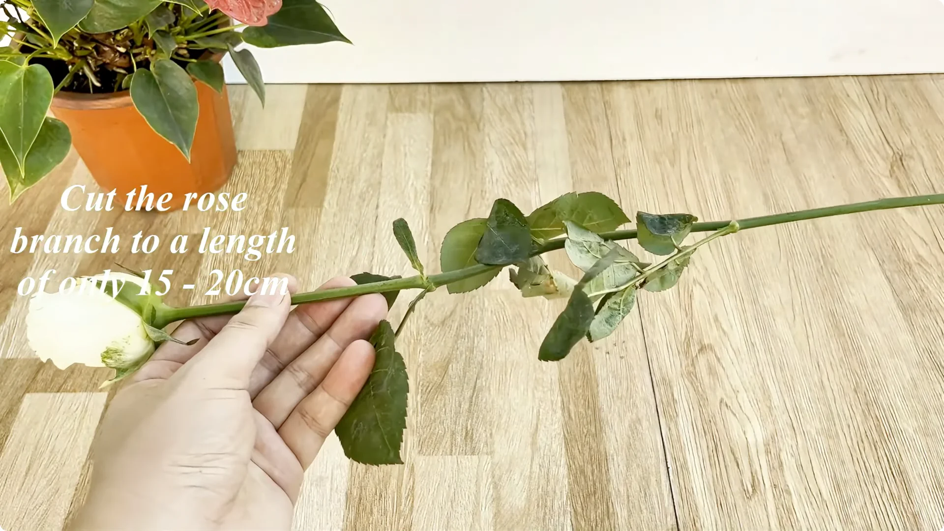 How One Spoon Helps Rose Branches Root and Bloom Year-Round screenshot 1