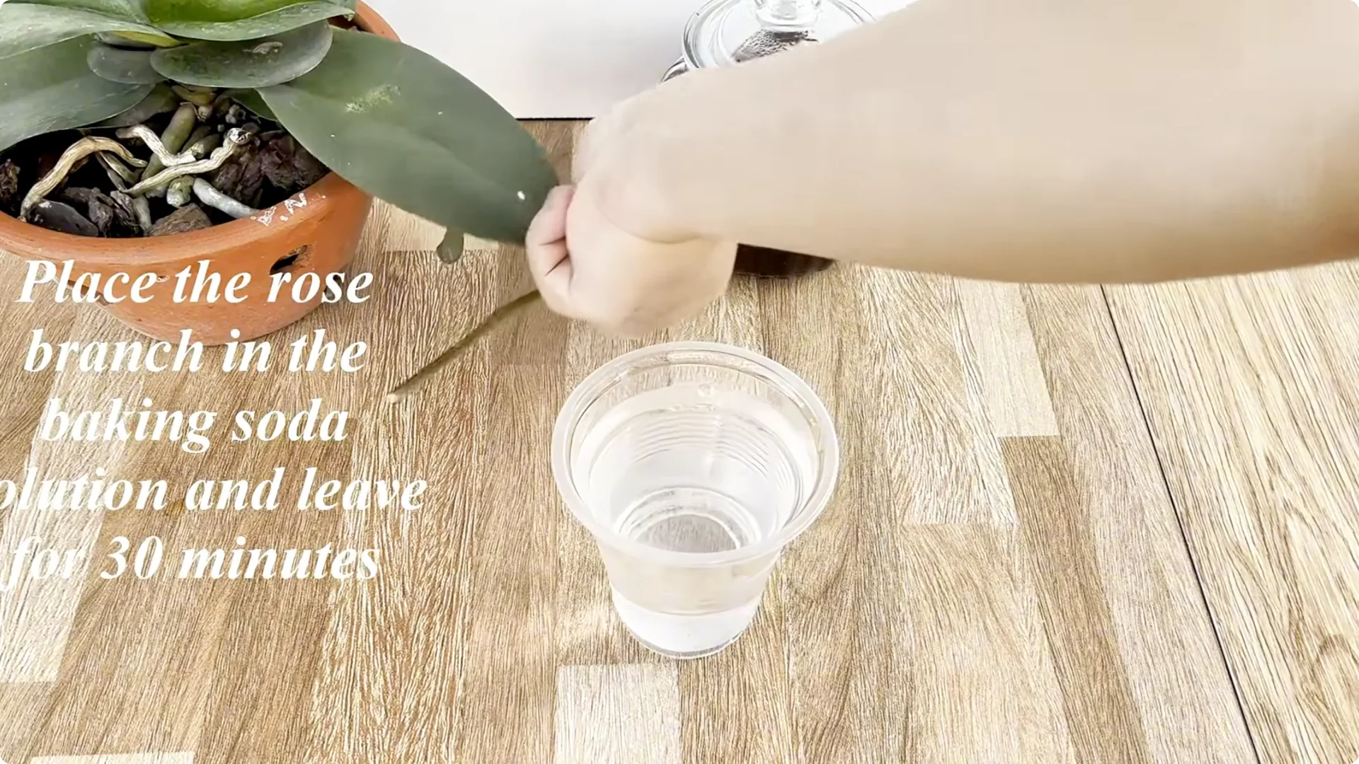How One Spoon Helps Rose Branches Root and Bloom Year-Round screenshot 3