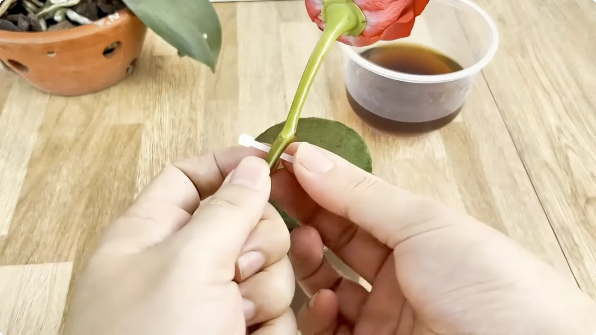 How One Spoon Helps Rose Branches Root and Bloom Year-Round screenshot 4