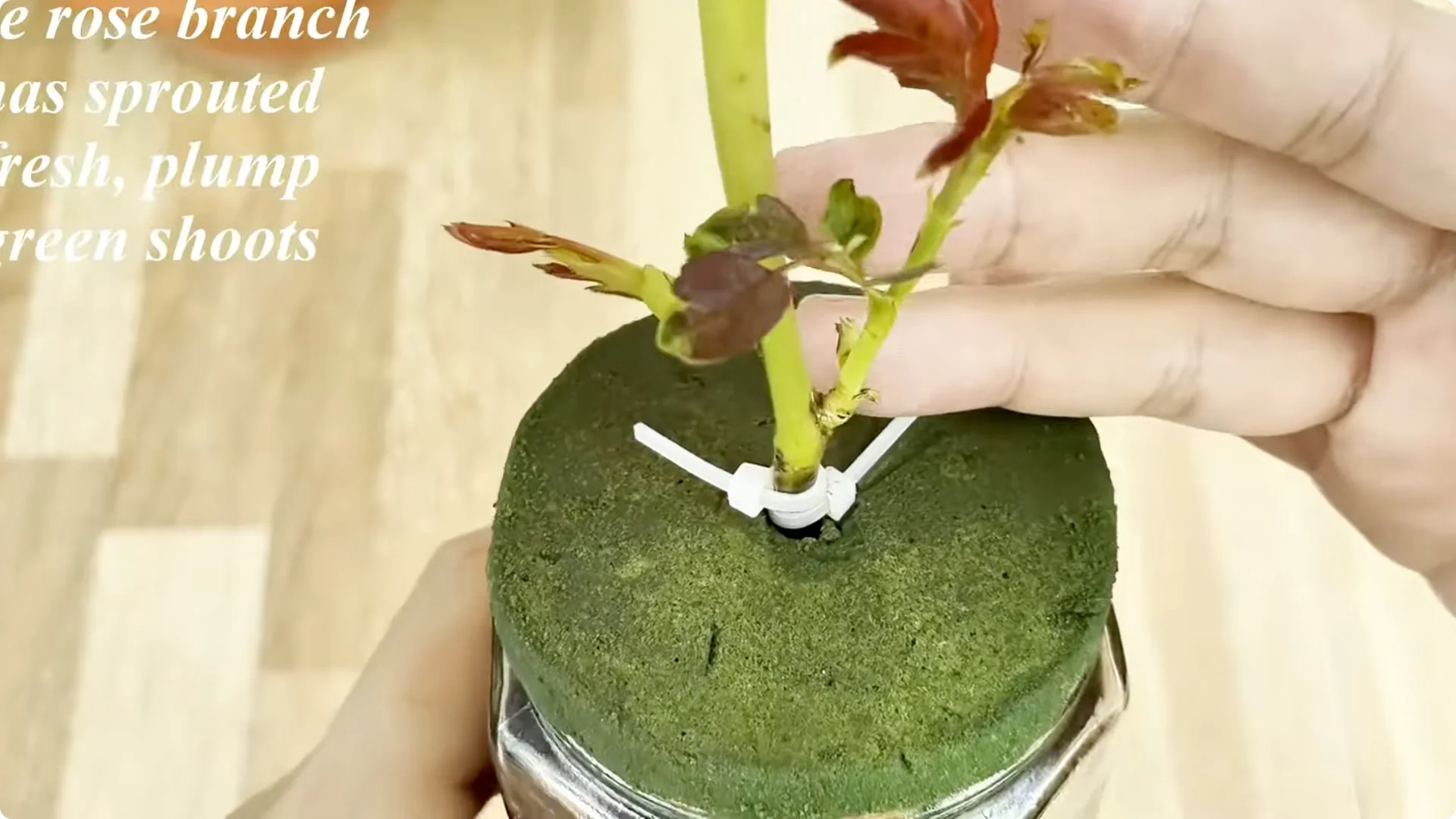 How One Spoon Helps Rose Branches Root and Bloom Year-Round screenshot 6