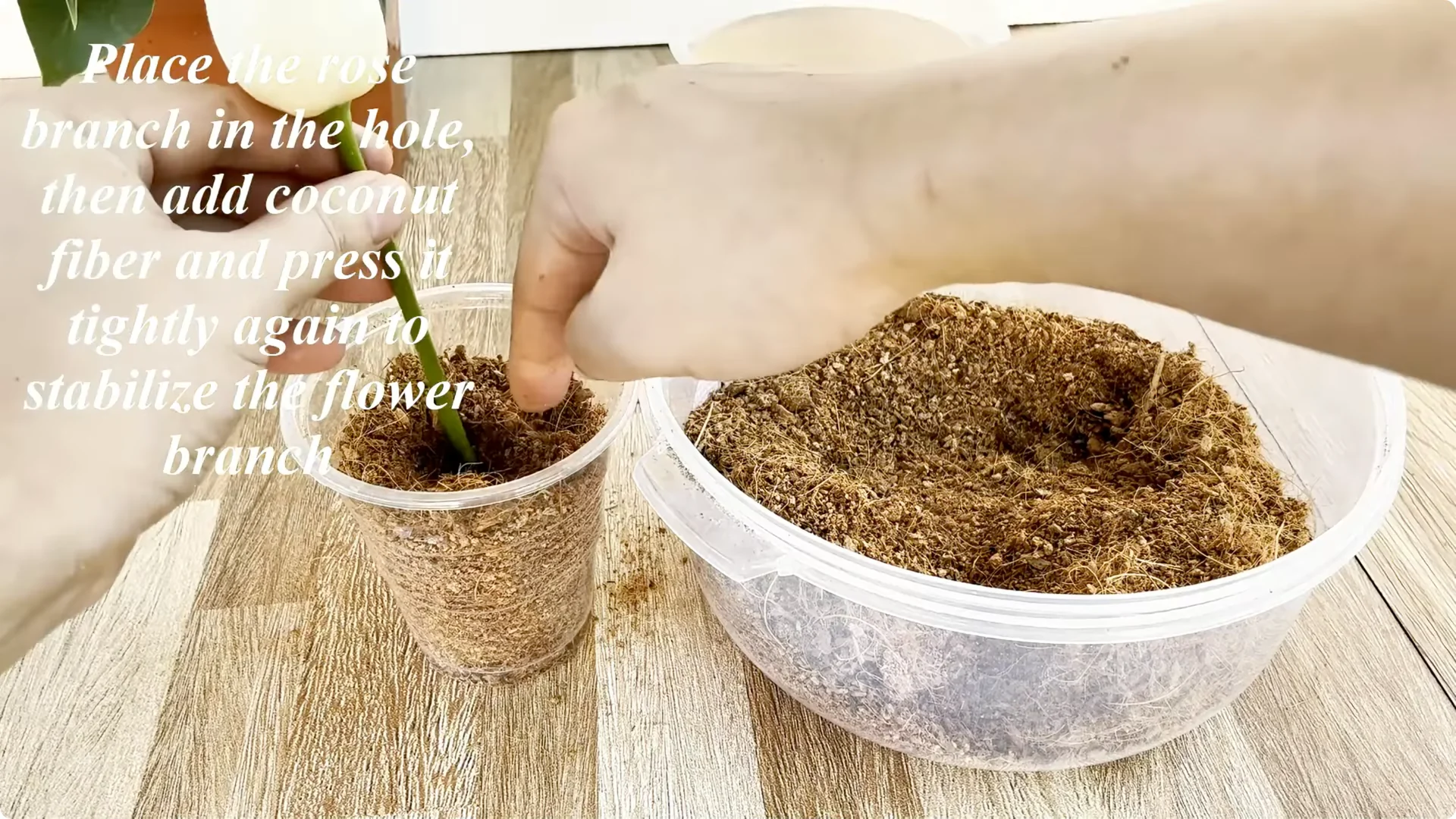 How One Spoon Helps Rose Branches Root and Bloom Year-Round screenshot 6