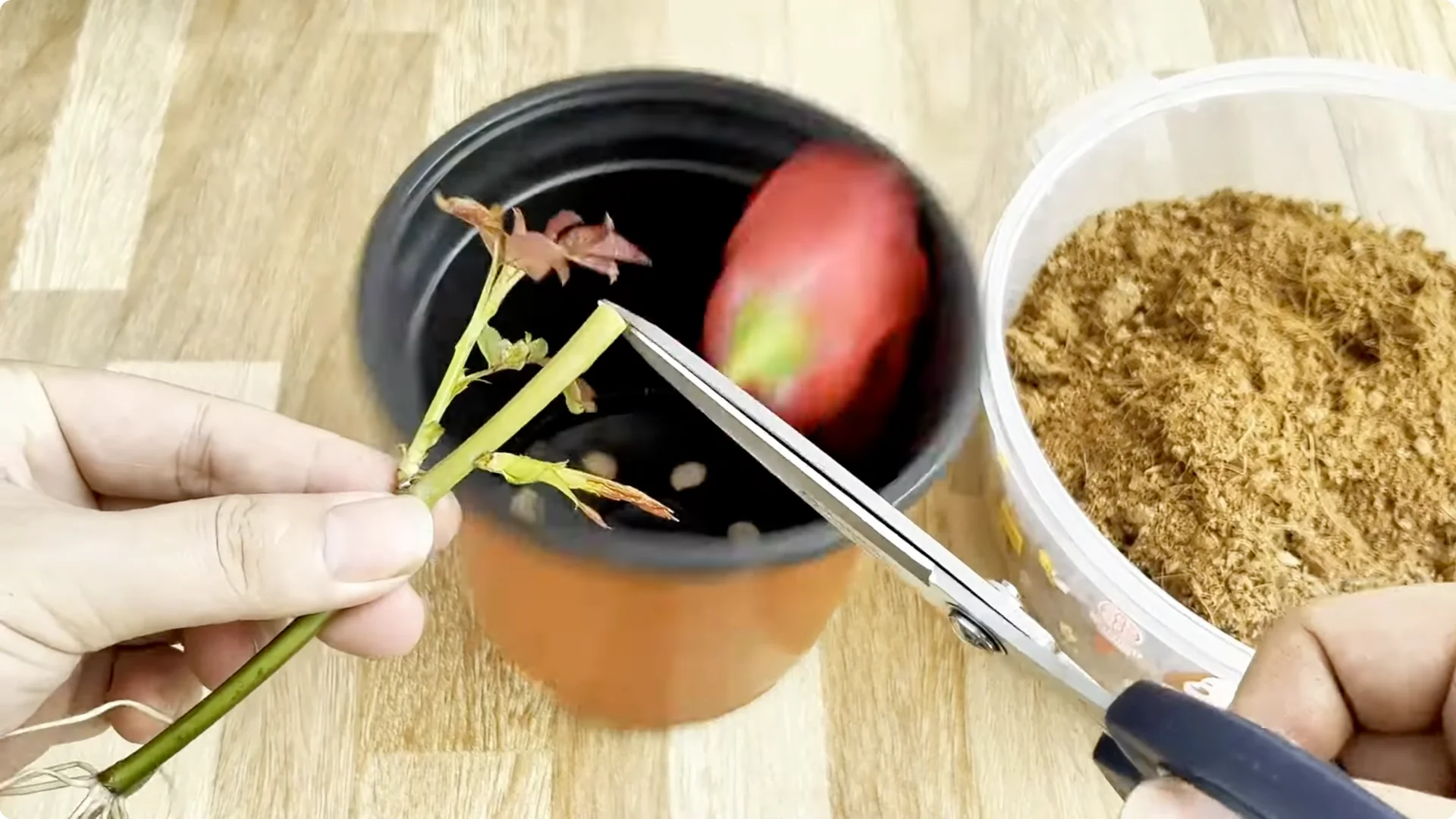 How One Spoon Helps Rose Branches Root and Bloom Year-Round screenshot 7