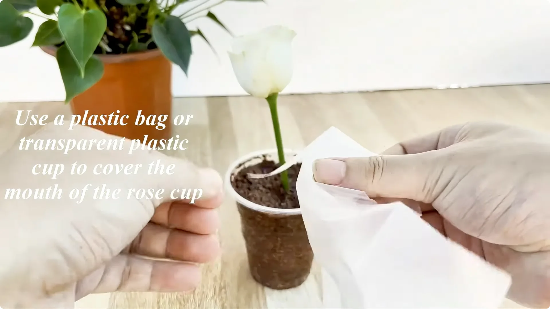 How One Spoon Helps Rose Branches Root and Bloom Year-Round screenshot 7