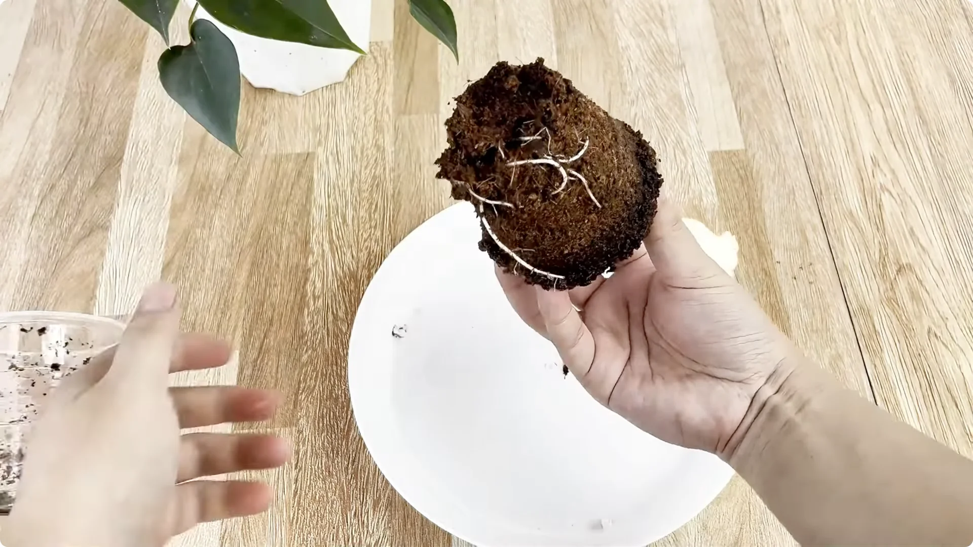 How One Spoon Helps Rose Branches Root and Bloom Year-Round screenshot 8