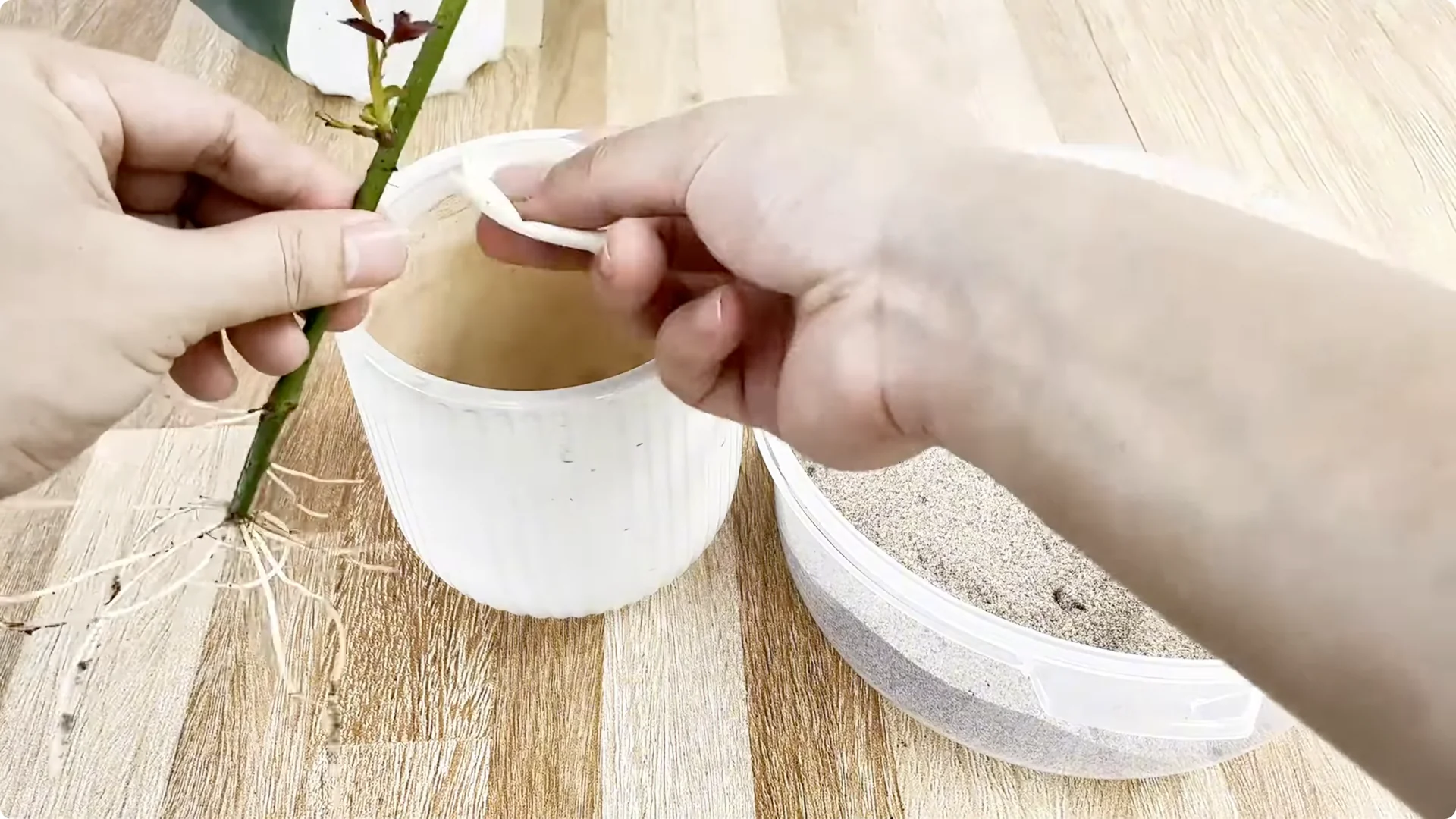 How One Spoon Helps Rose Branches Root and Bloom Year-Round screenshot 9