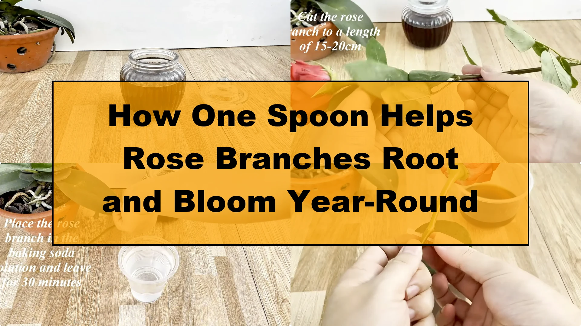 How One Spoon Helps Rose Branches Root and Bloom Year-Round