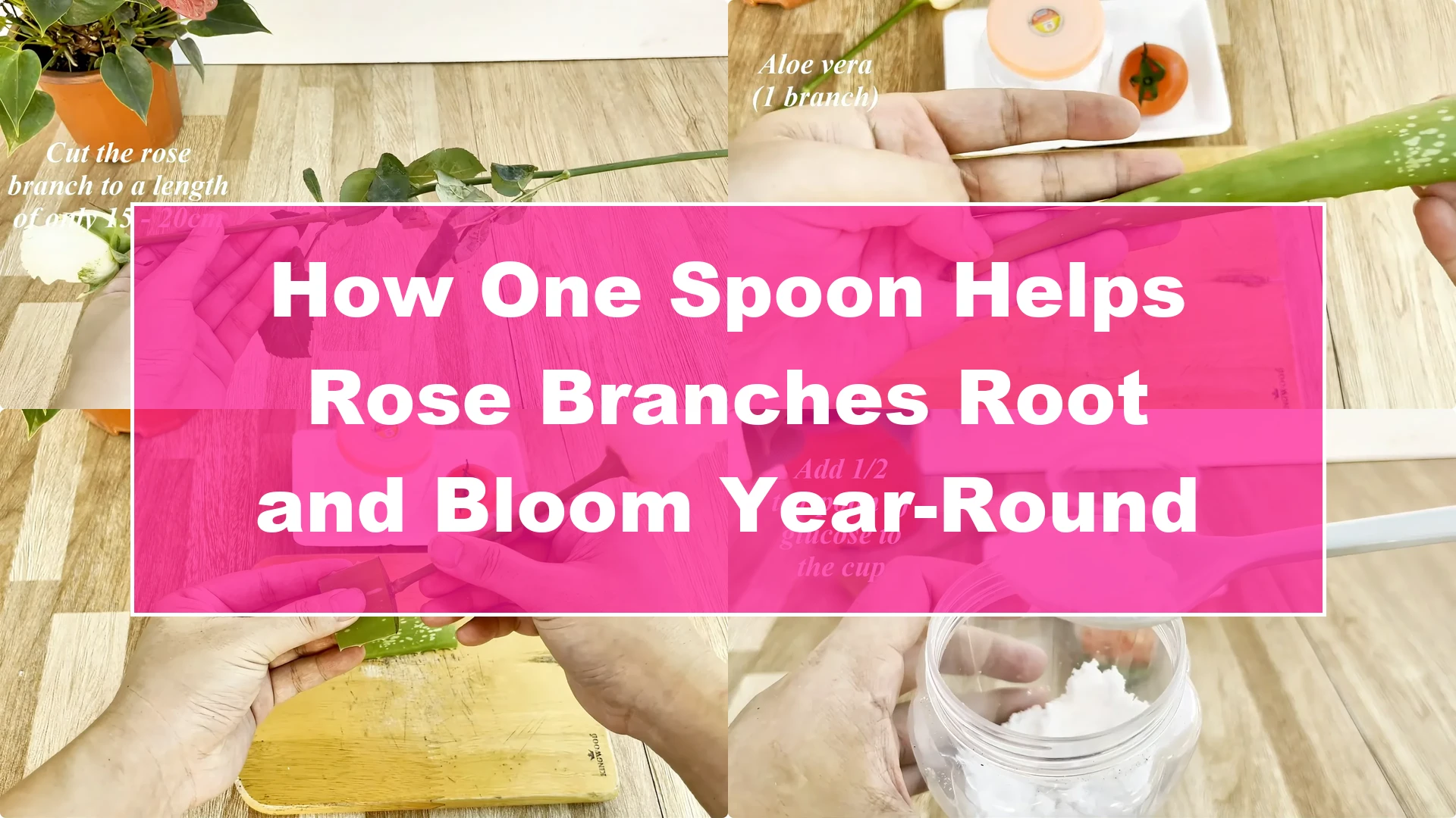 How One Spoon Helps Rose Branches Root and Bloom Year-Round - Featured Image