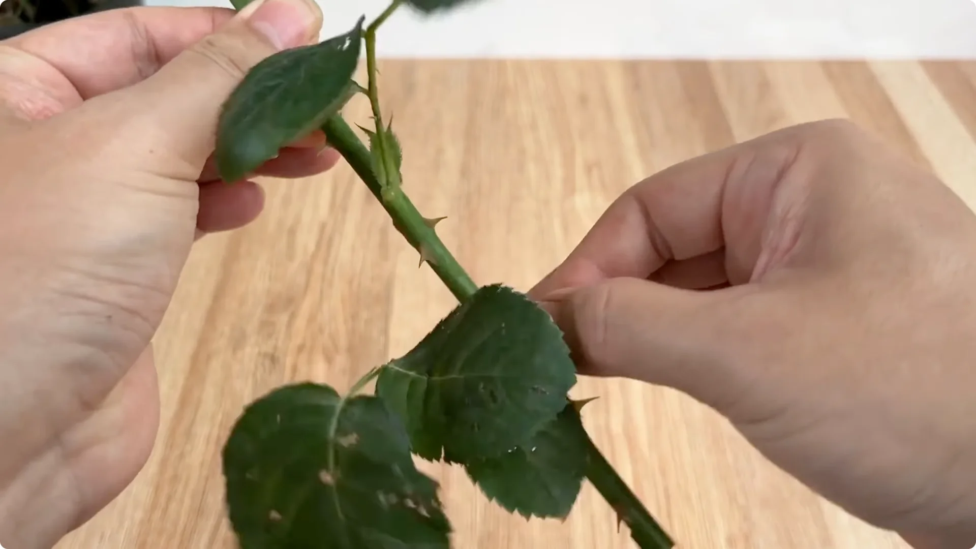 How One Spoonful Helps Rose Branches Root and Bloom More screenshot 1