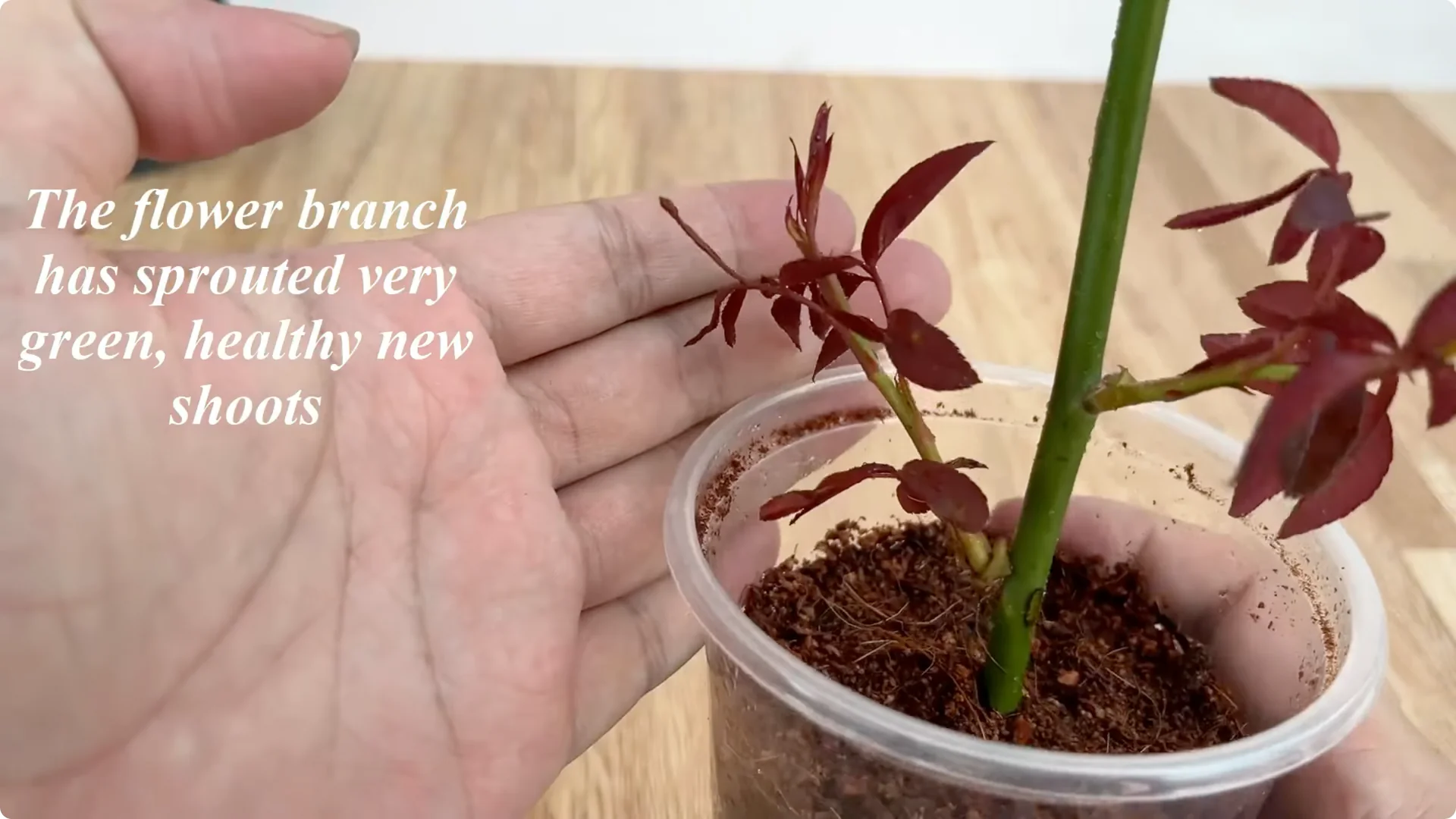 How One Spoonful Helps Rose Branches Root and Bloom More screenshot 10