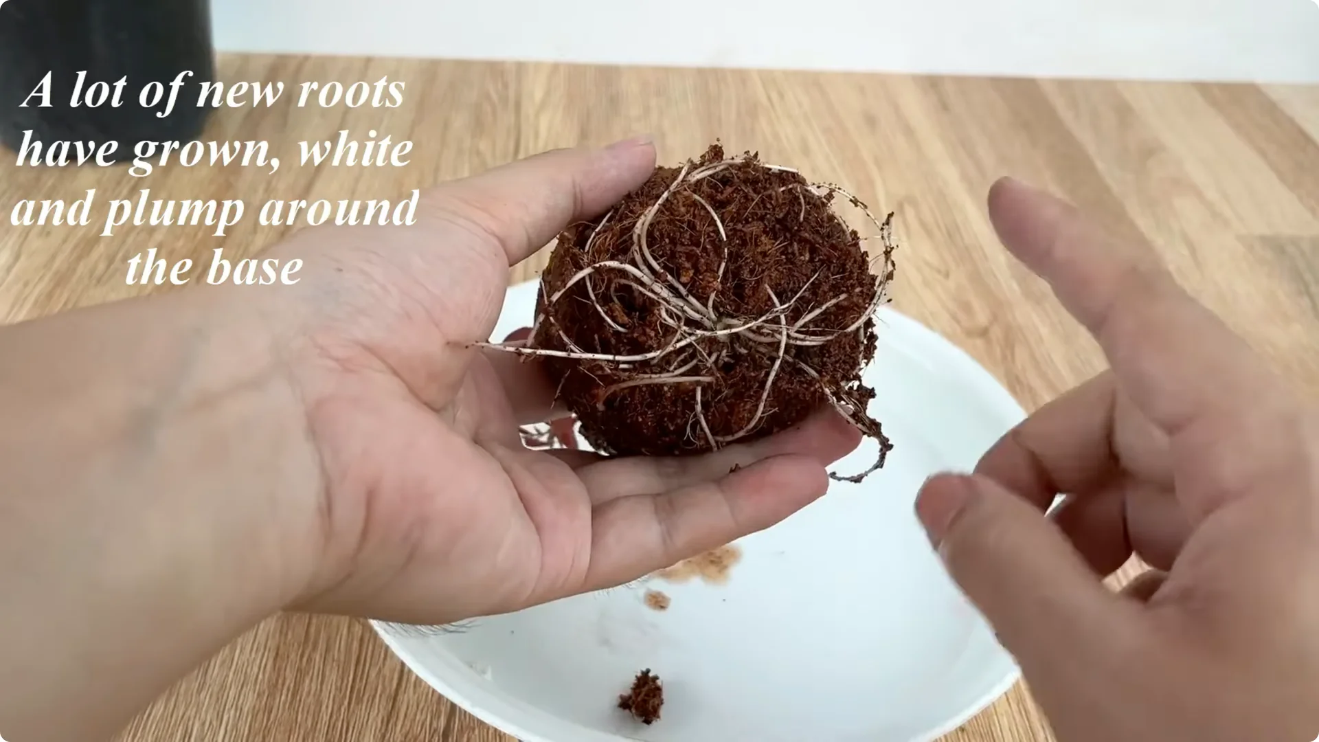 How One Spoonful Helps Rose Branches Root and Bloom More screenshot 11