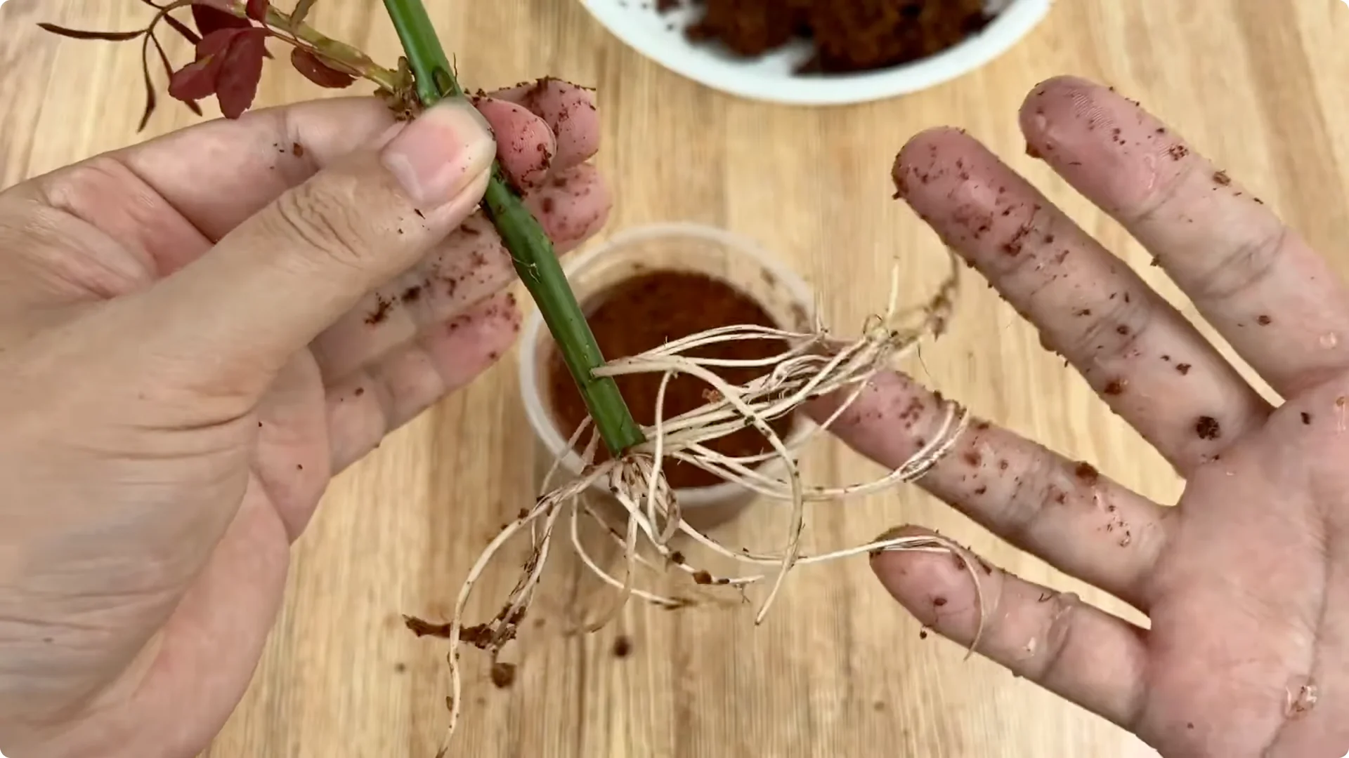 How One Spoonful Helps Rose Branches Root and Bloom More screenshot 12