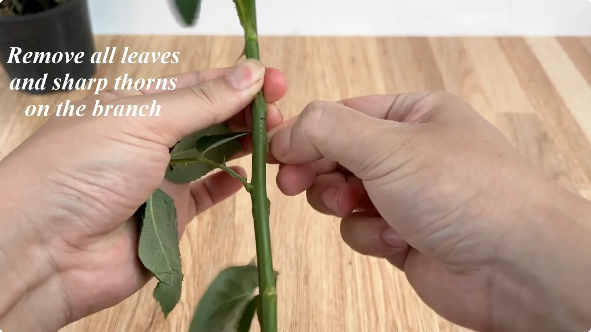 How One Spoonful Helps Rose Branches Root and Bloom More screenshot 2