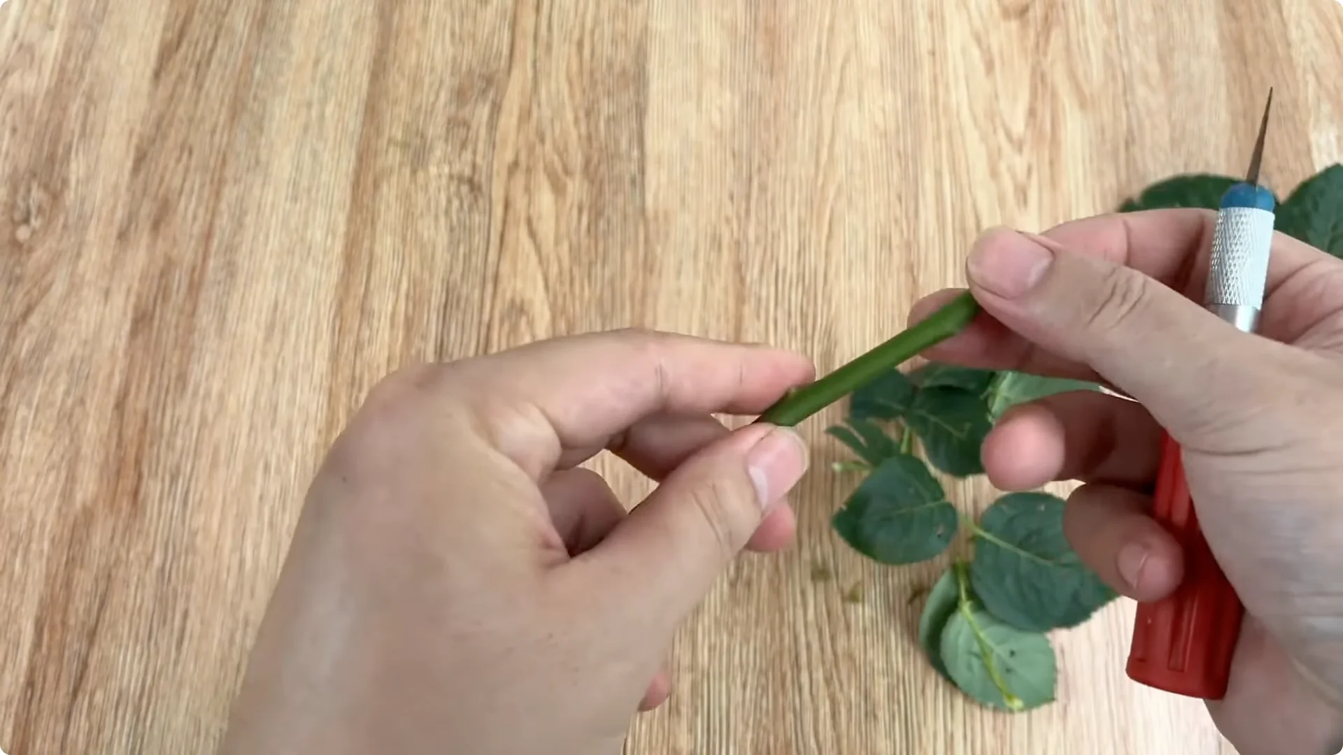 How One Spoonful Helps Rose Branches Root and Bloom More screenshot 3