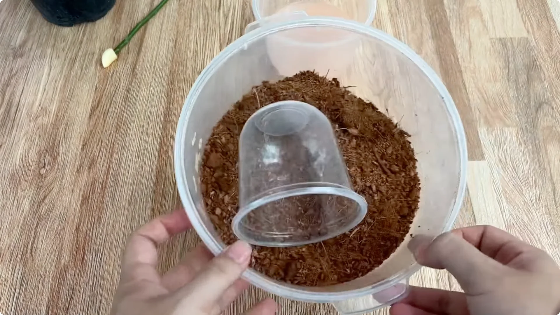 How One Spoonful Helps Rose Branches Root and Bloom More screenshot 7