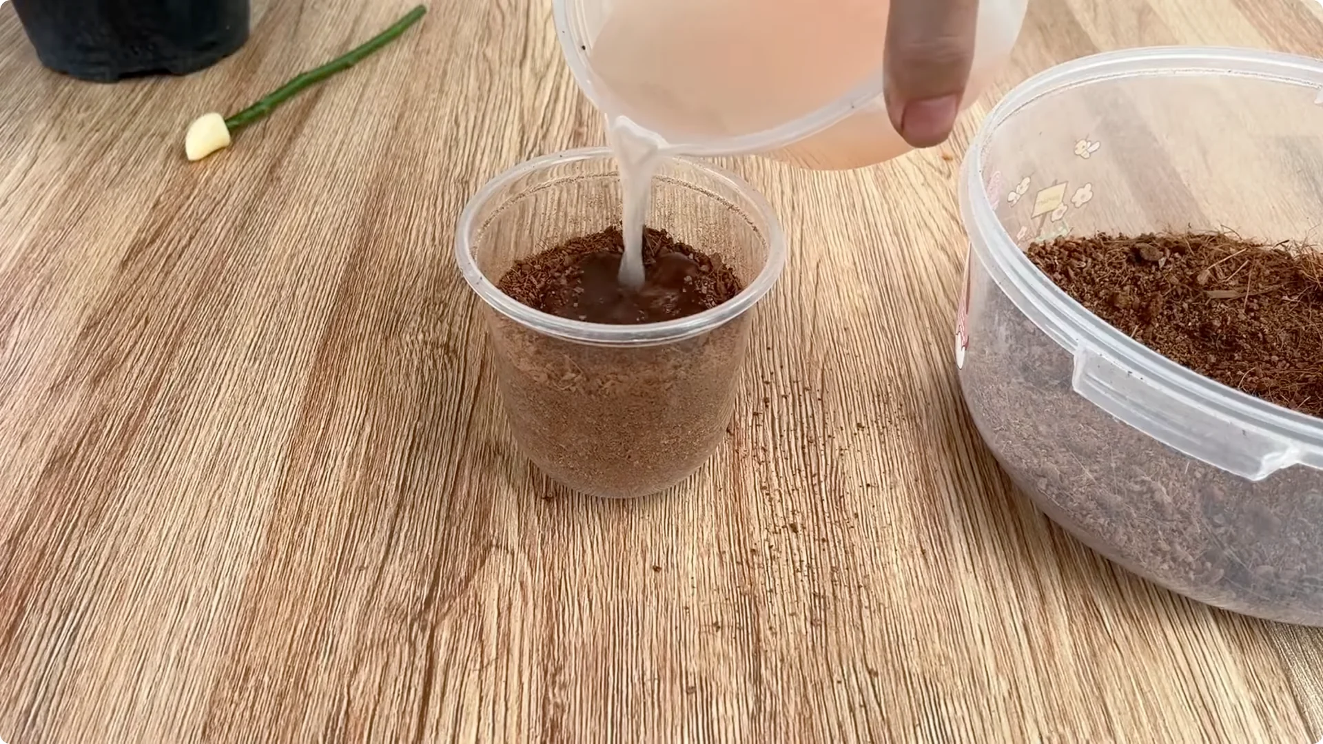 How One Spoonful Helps Rose Branches Root and Bloom More screenshot 8