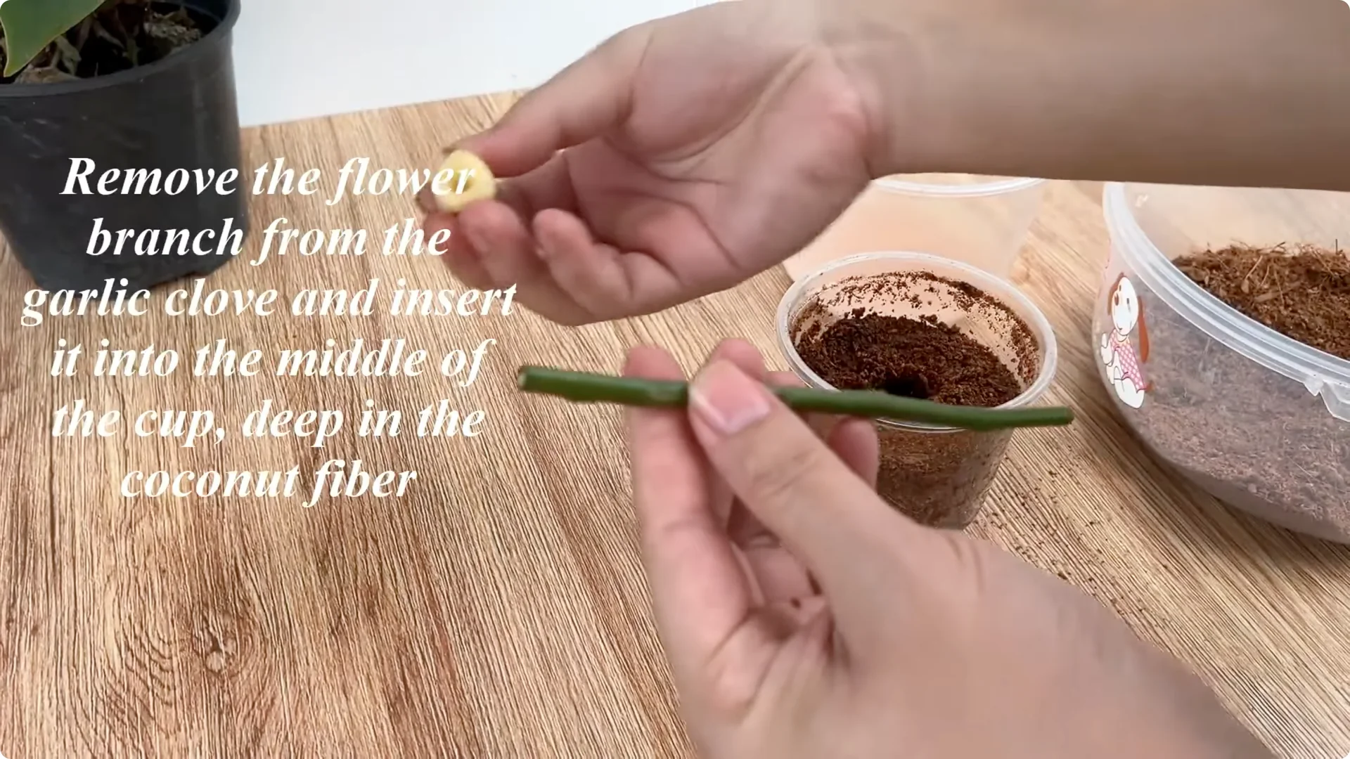 How One Spoonful Helps Rose Branches Root and Bloom More screenshot 9