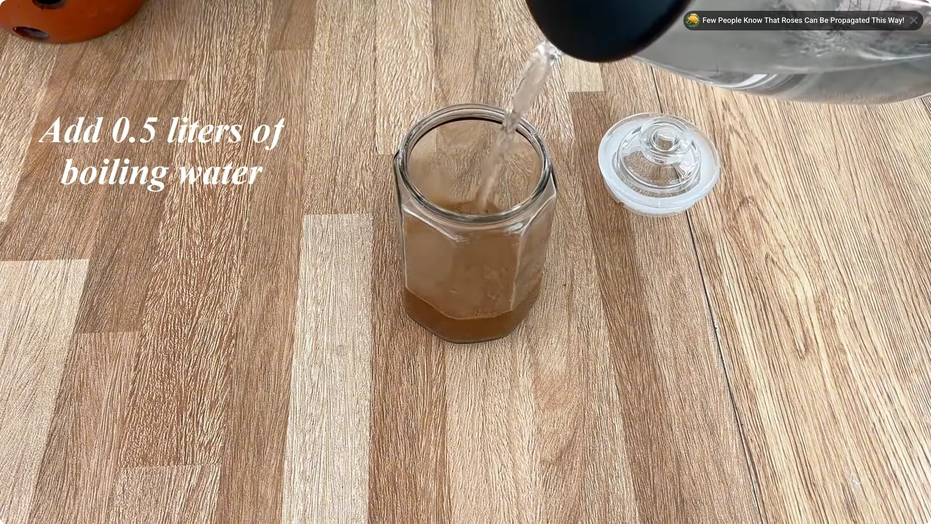 How One Spoonful Helps Rose Branches Root Overnight screenshot 1