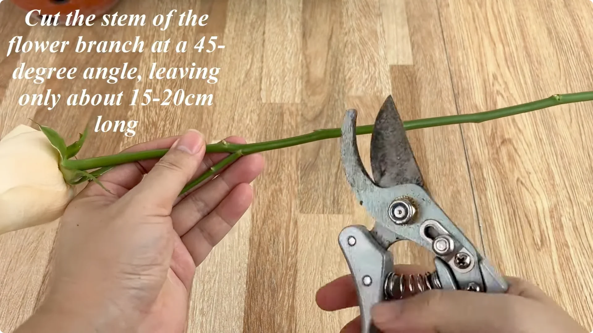 How One Spoonful Helps Rose Branches Root Overnight screenshot 3