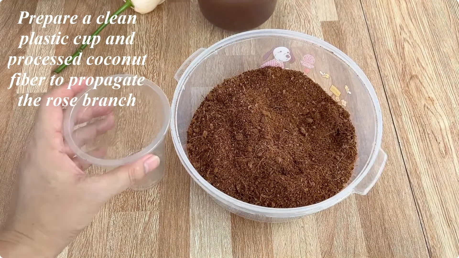How One Spoonful Helps Rose Branches Root Overnight screenshot 5