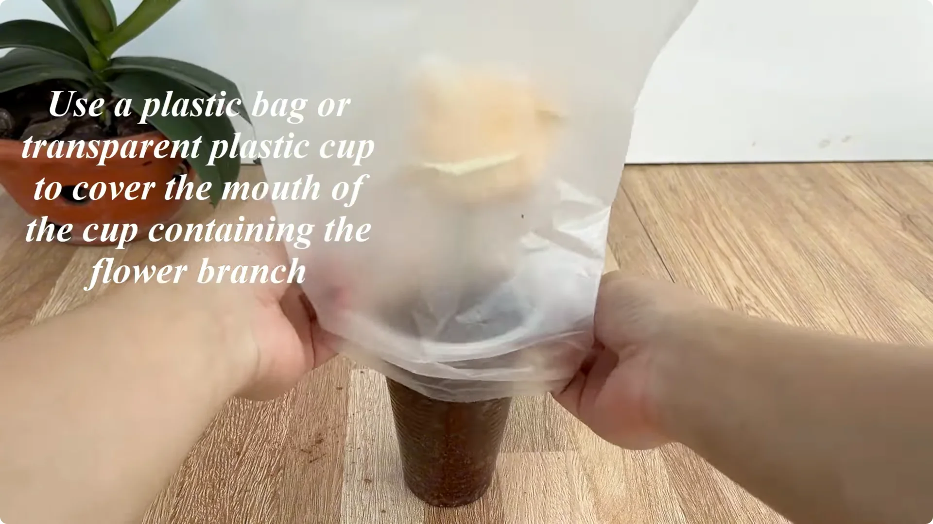 How One Spoonful Helps Rose Branches Root Overnight screenshot 6