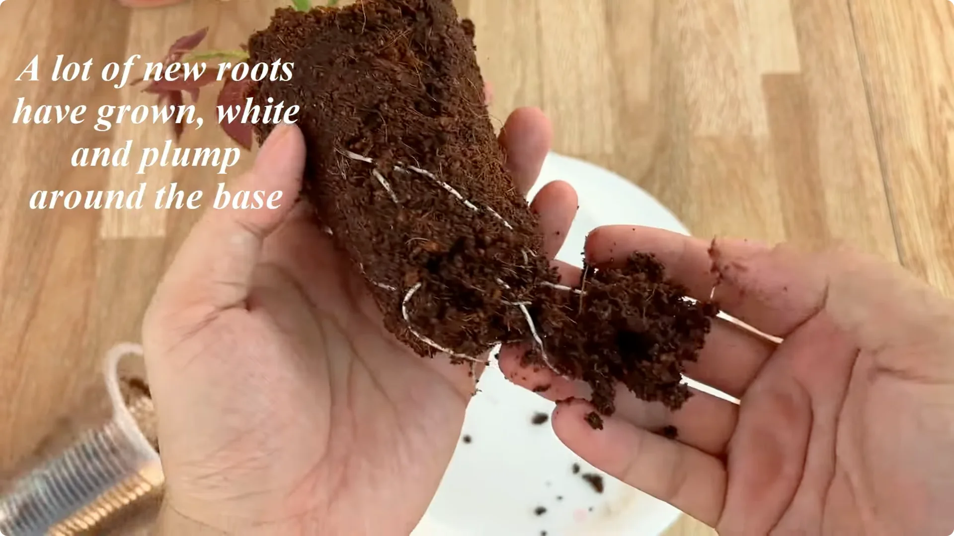 How One Spoonful Helps Rose Branches Root Overnight screenshot 7