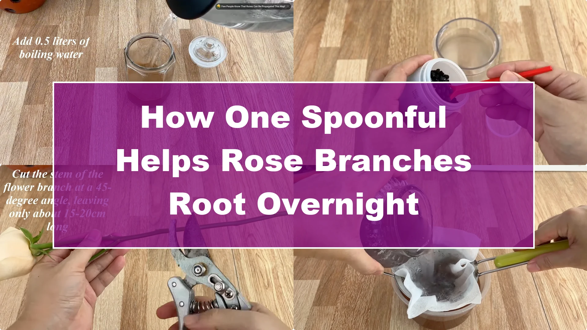 How One Spoonful Helps Rose Branches Root Overnight - Featured Image