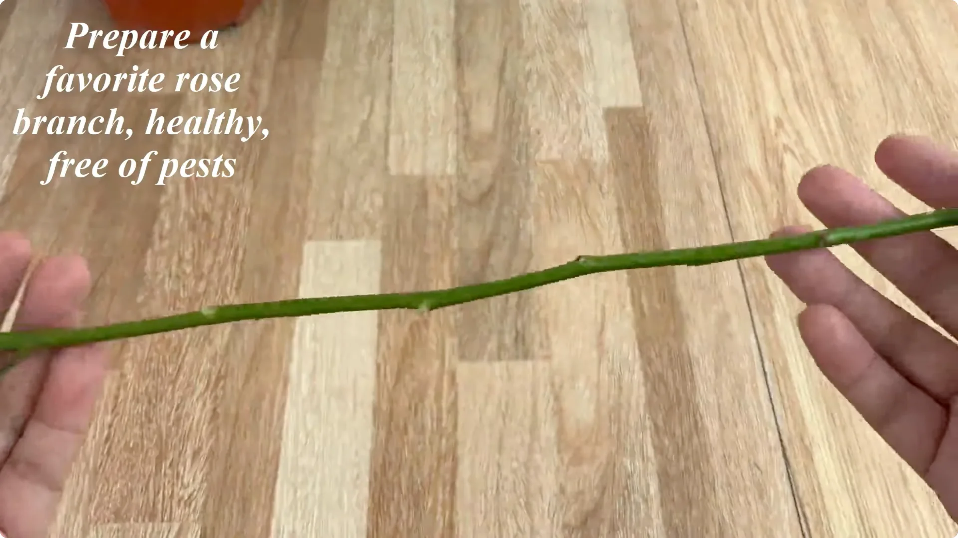 How One Thin Rose Branch Sparked a Blooming Surprise screenshot 1
