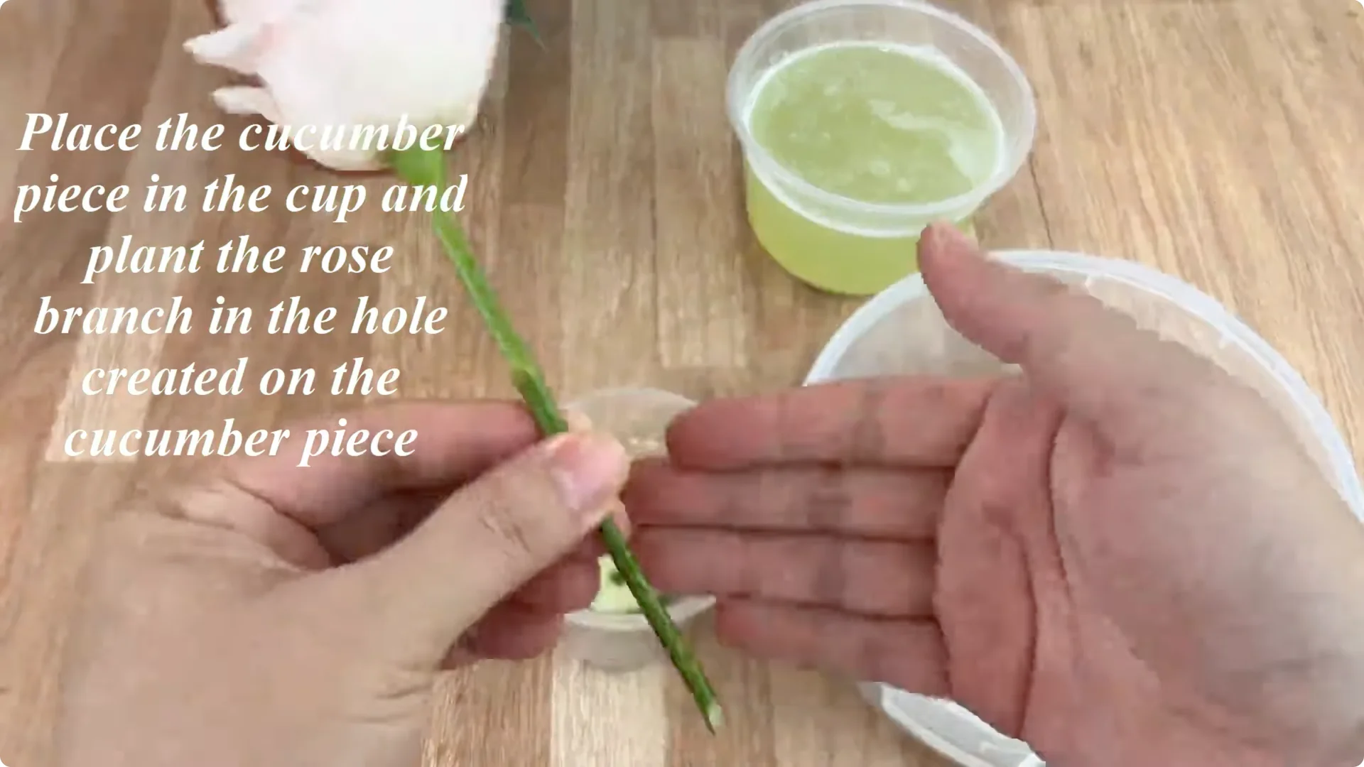 How One Thin Rose Branch Sparked a Blooming Surprise screenshot 11