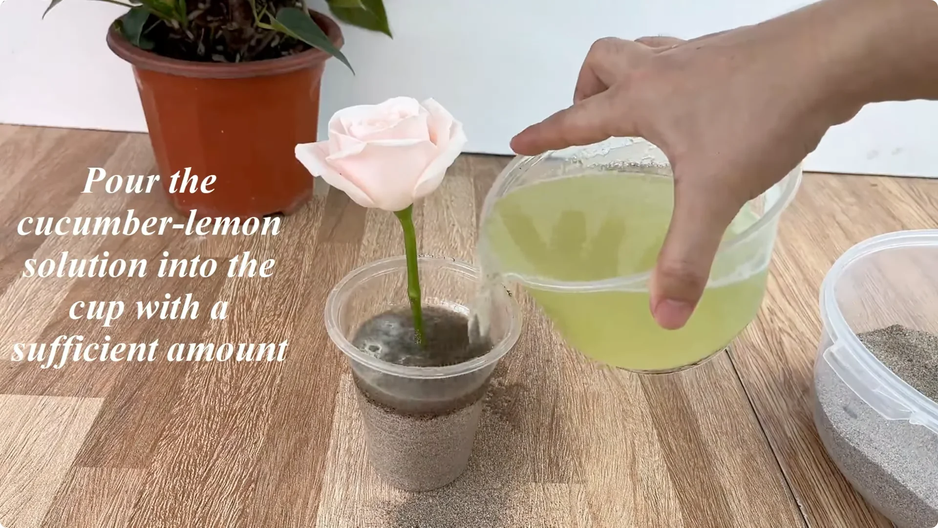 How One Thin Rose Branch Sparked a Blooming Surprise screenshot 12