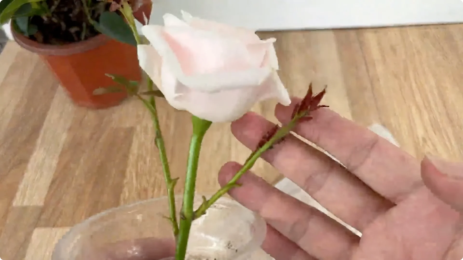 How One Thin Rose Branch Sparked a Blooming Surprise screenshot 14