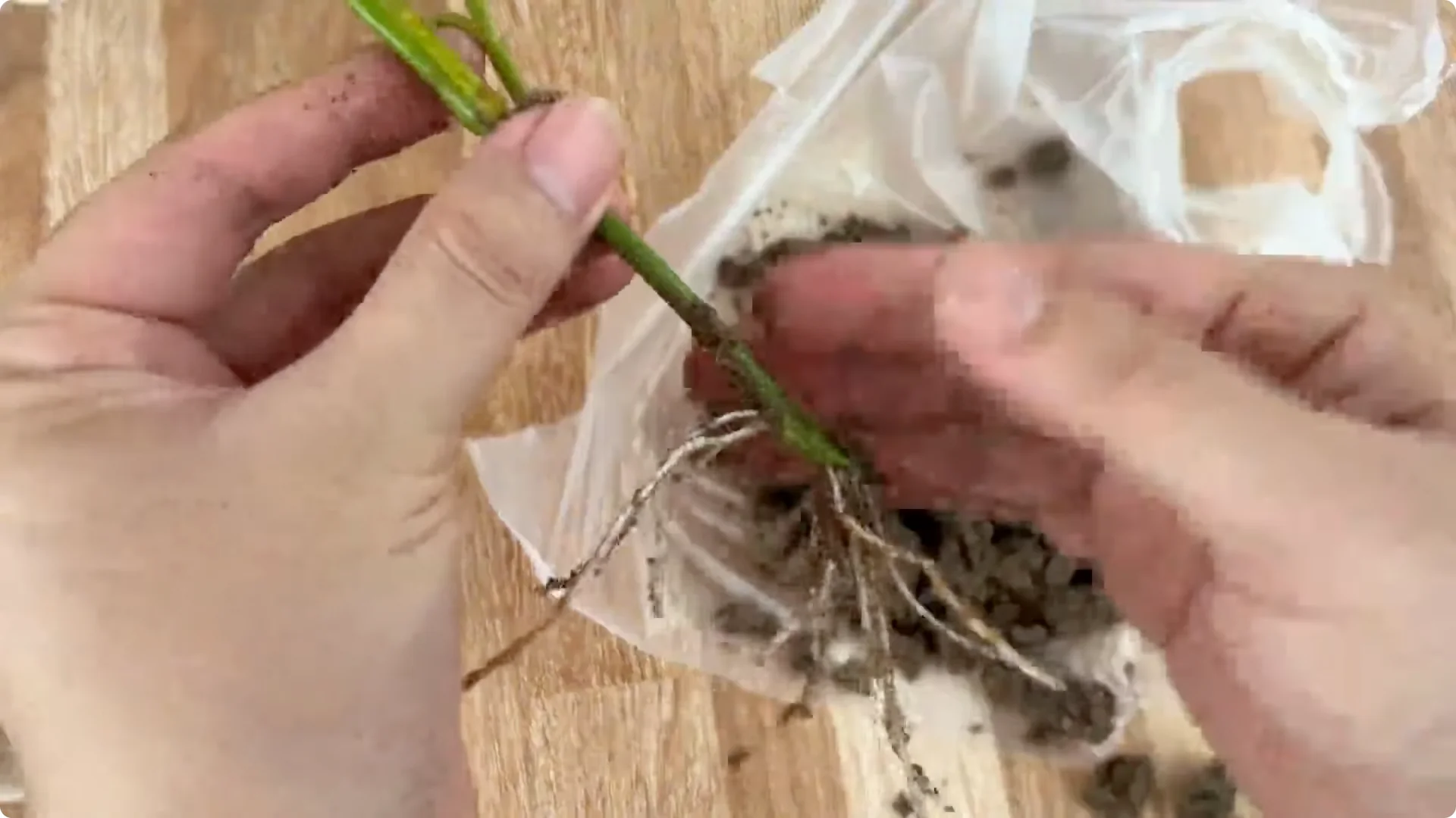How One Thin Rose Branch Sparked a Blooming Surprise screenshot 15